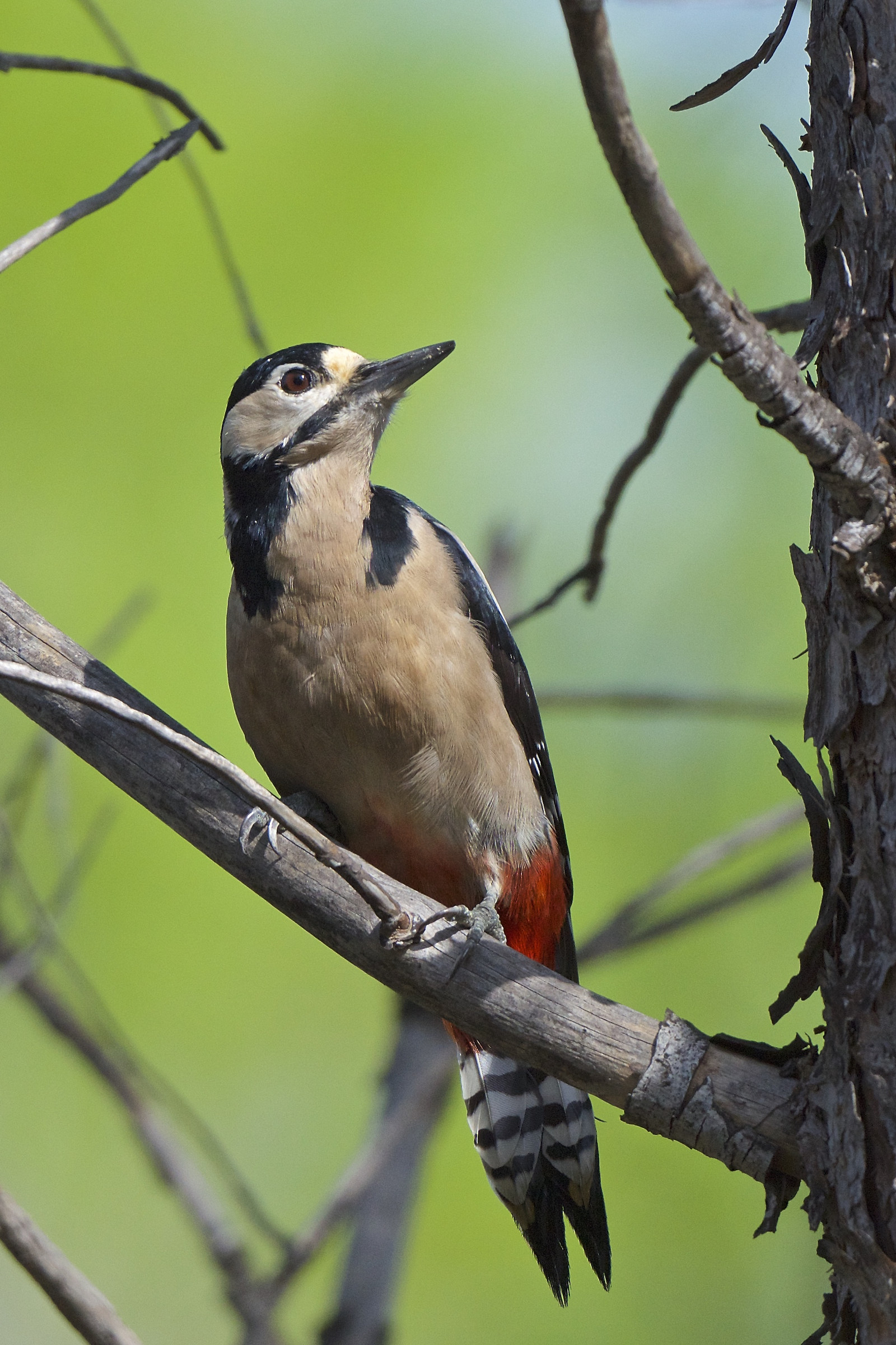 Picchio rosso maggiore