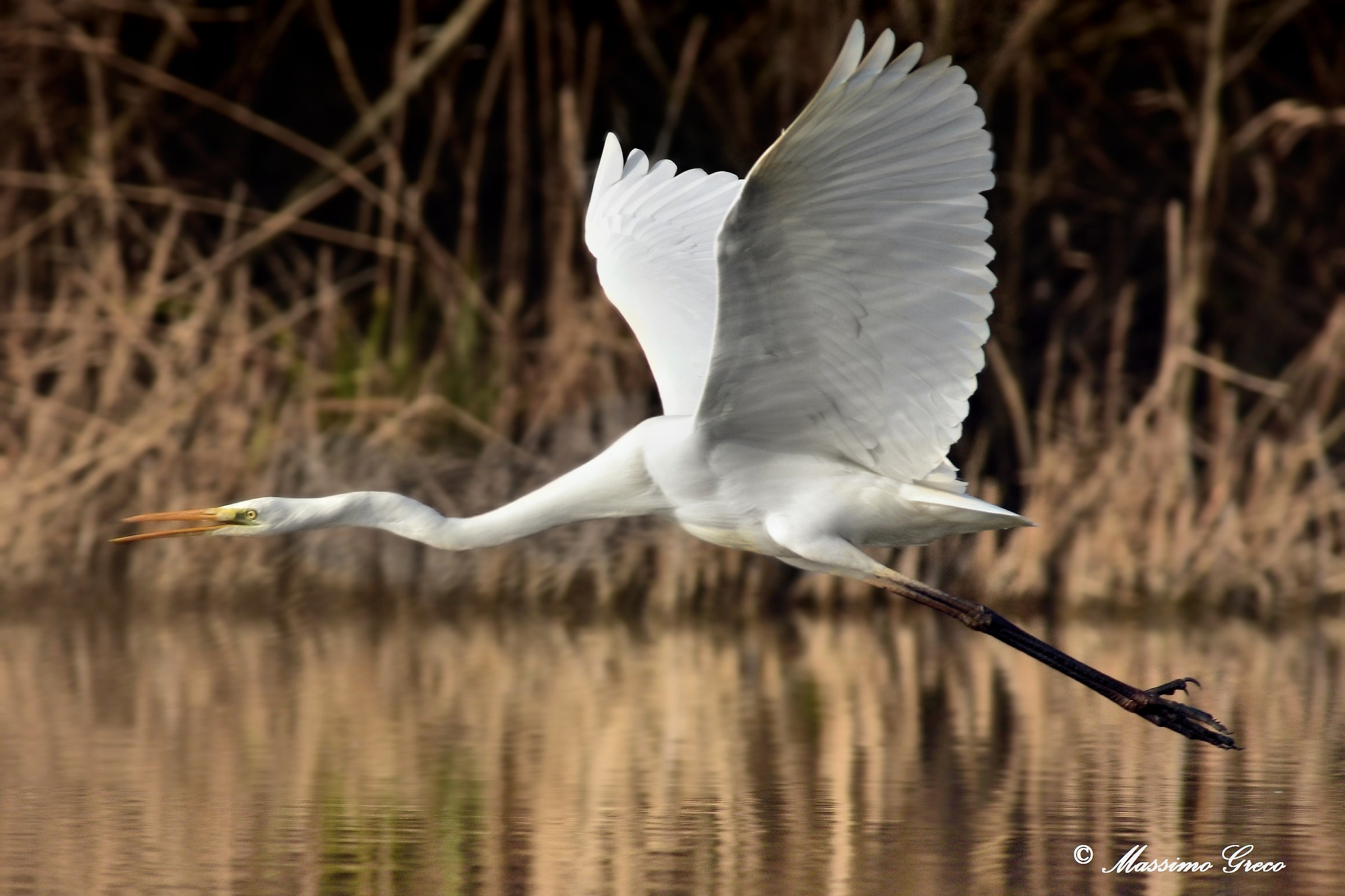 Airone bianco maggiore