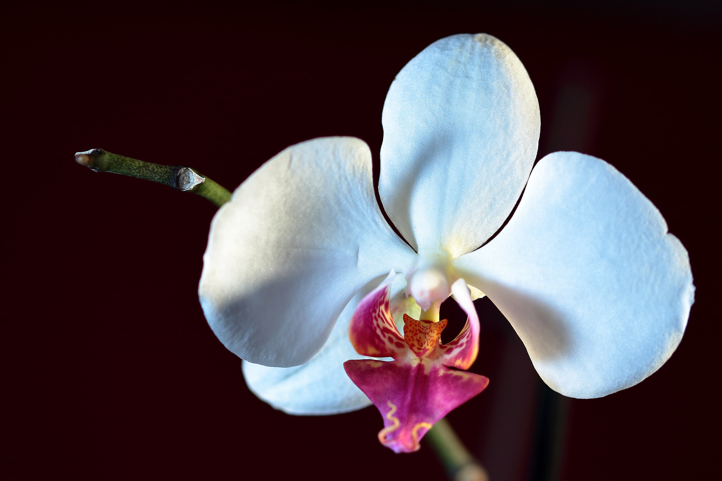 Phalaenopsis amabilis 1
