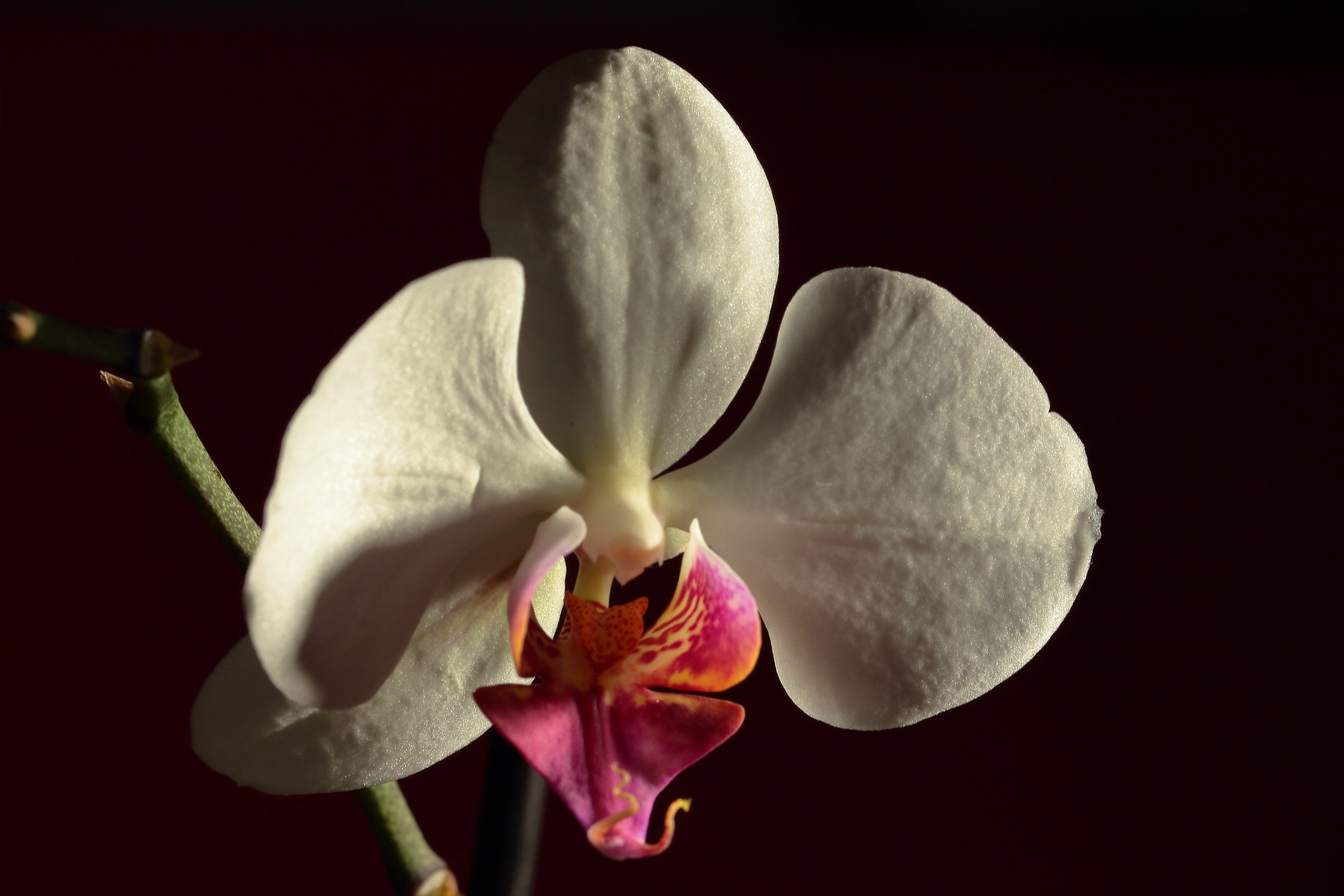 Phalaenopsis Amabilis 3