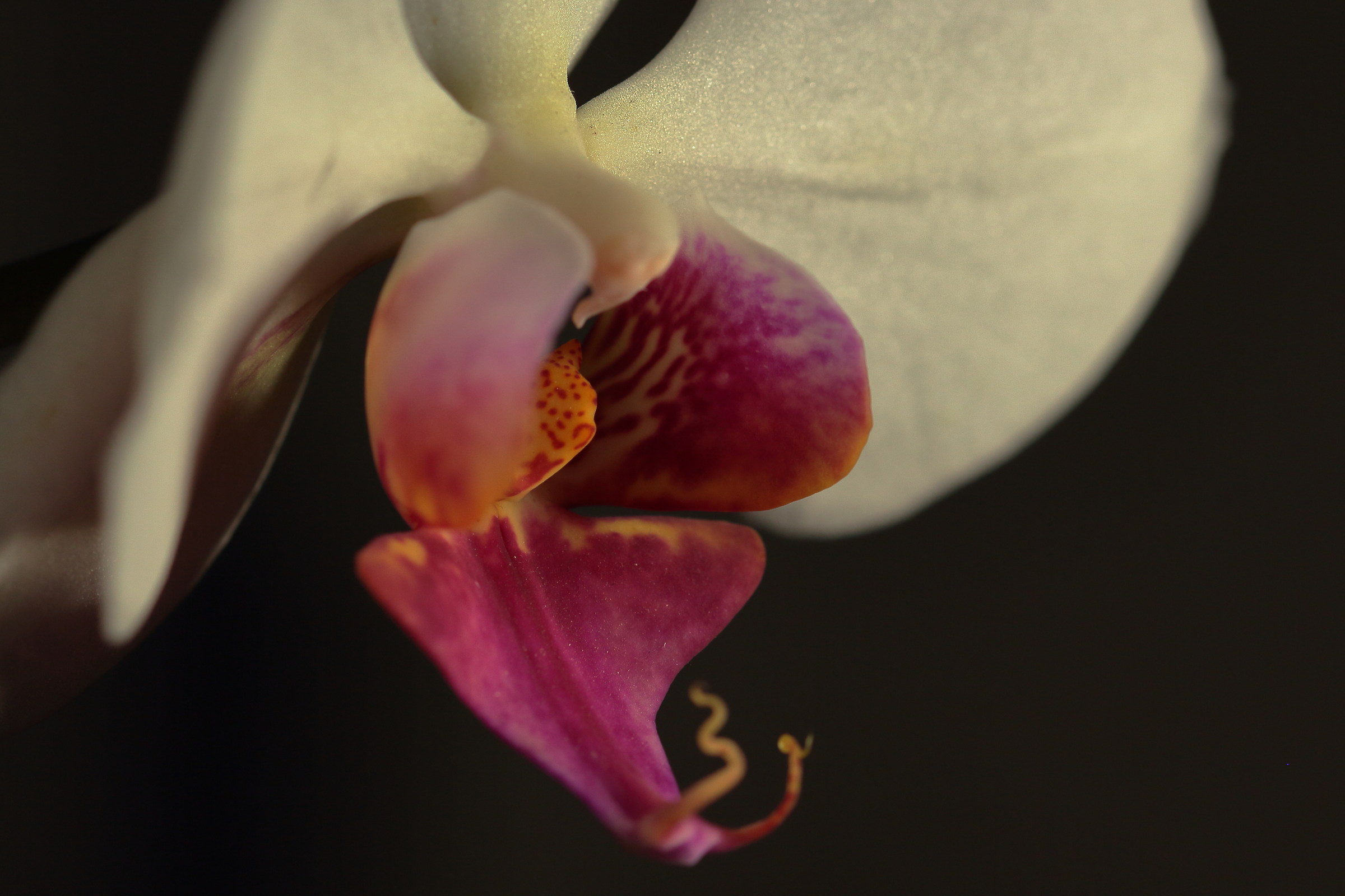 Phalaenopsis Amabilis 6