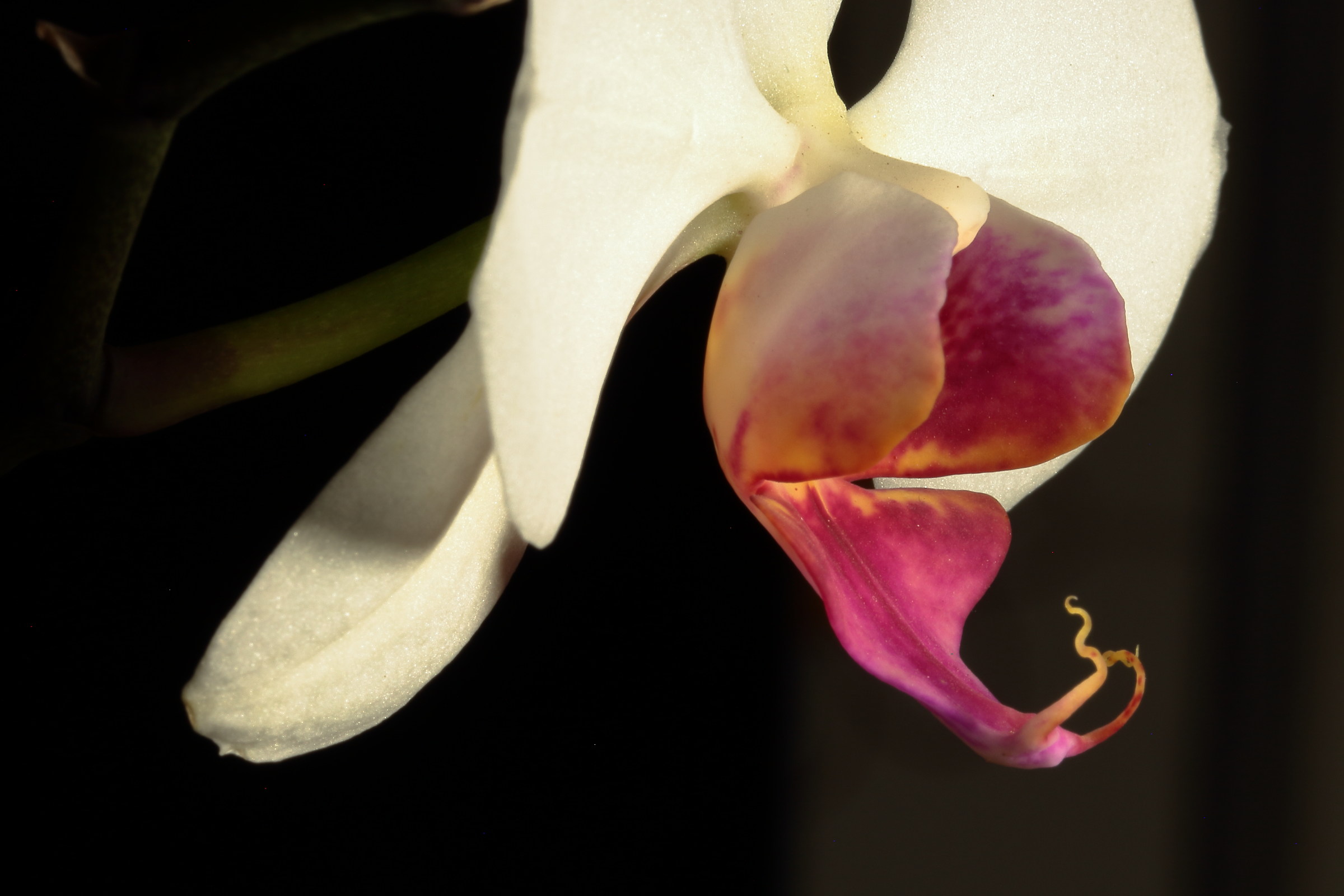 Phalaenopsis Amabilis 7