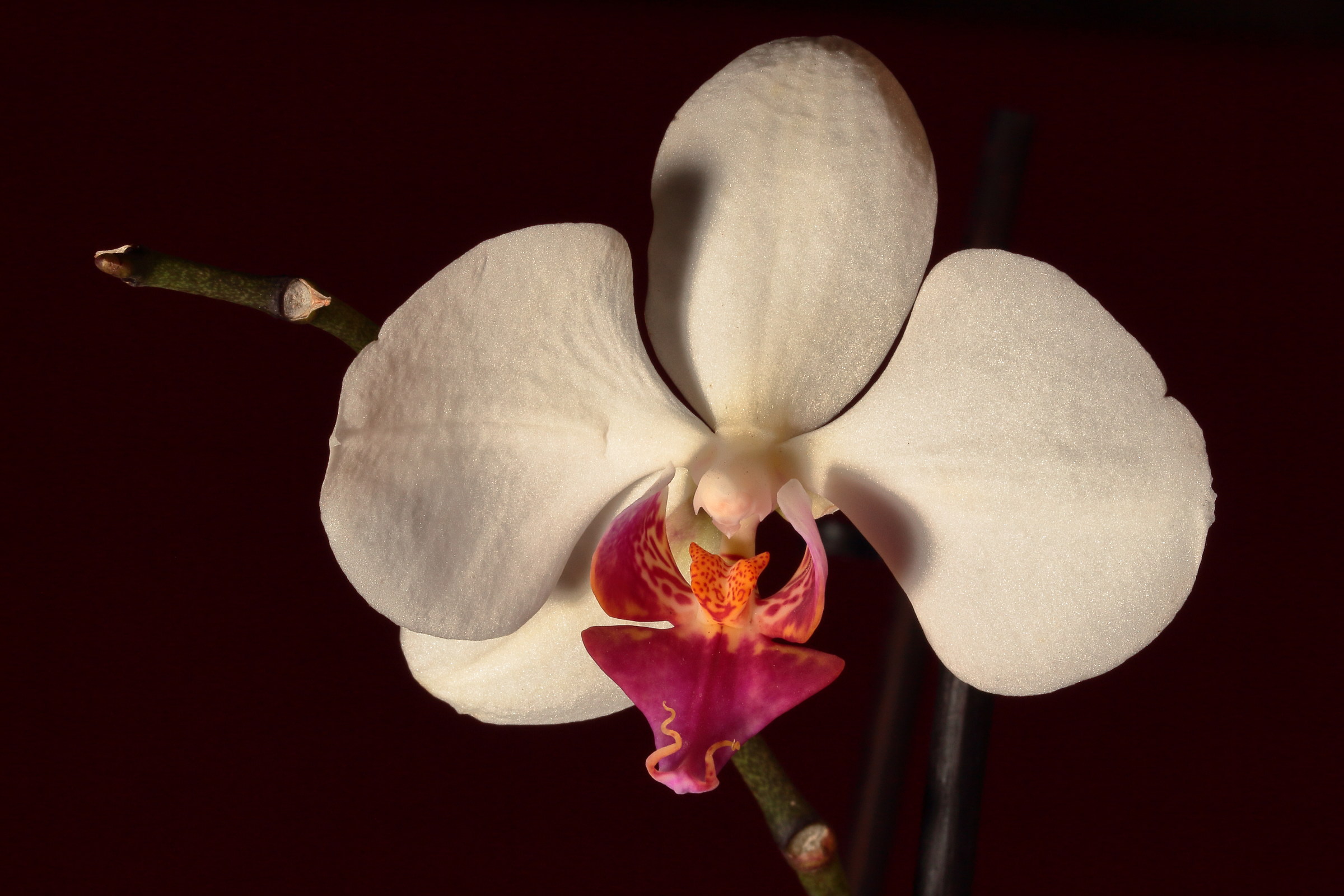 Phalaenopsis  2