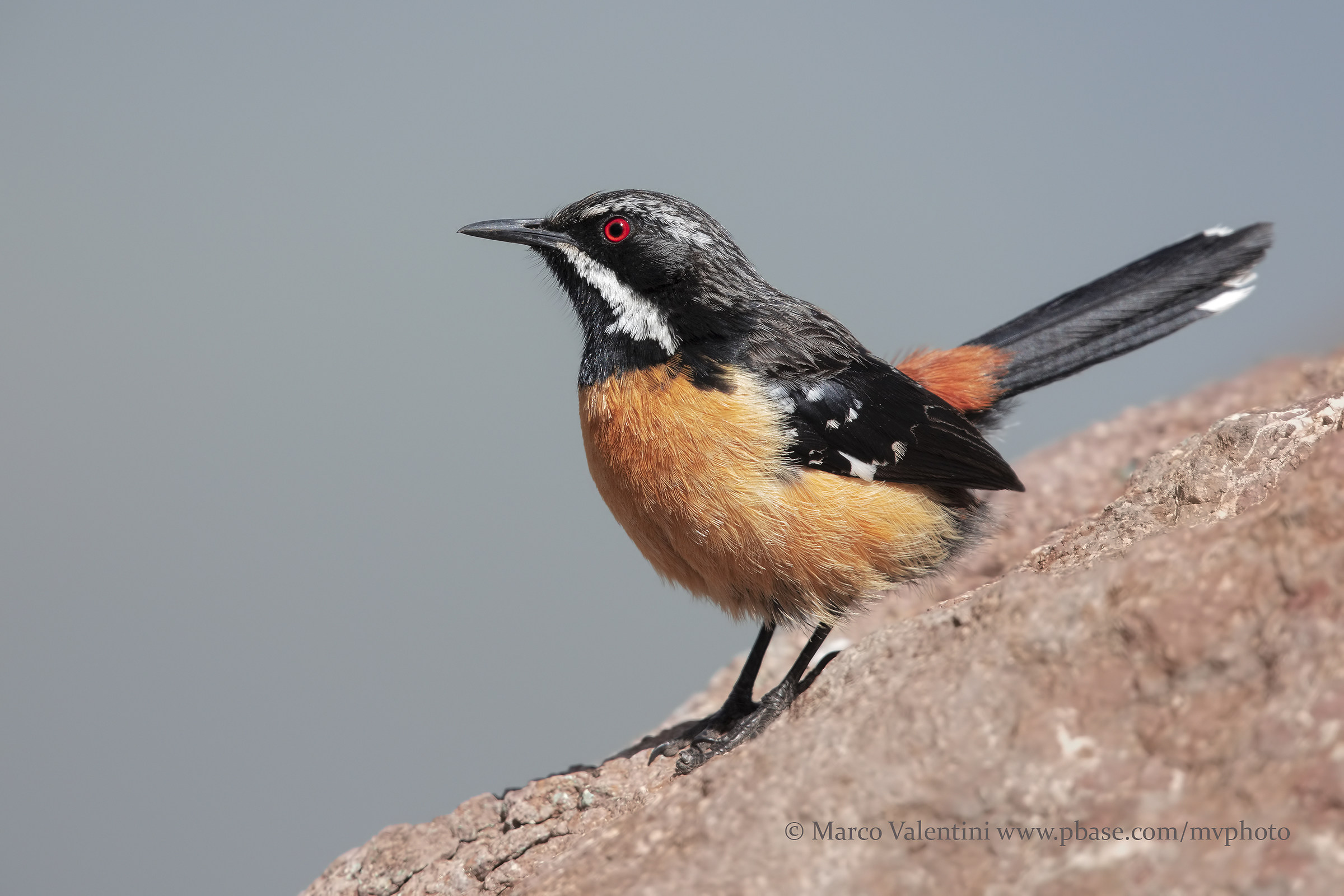 Drakensberg Saltarocce