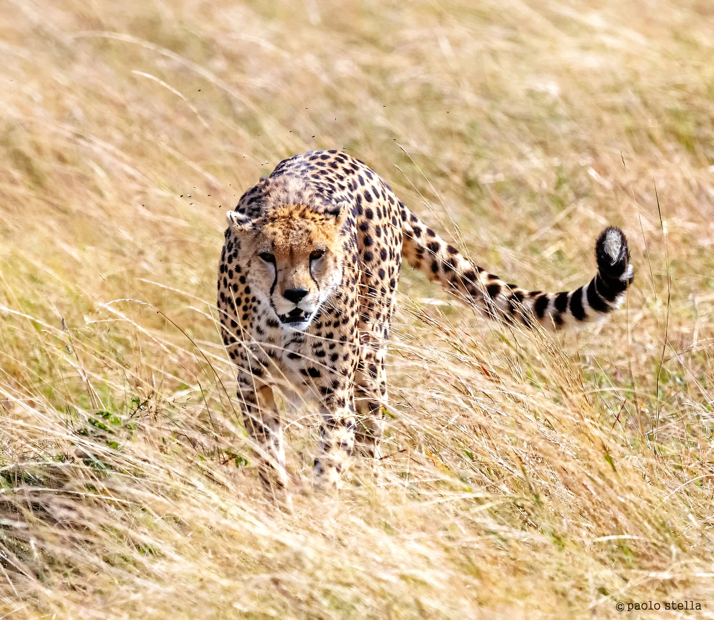 Hunting in the high grass