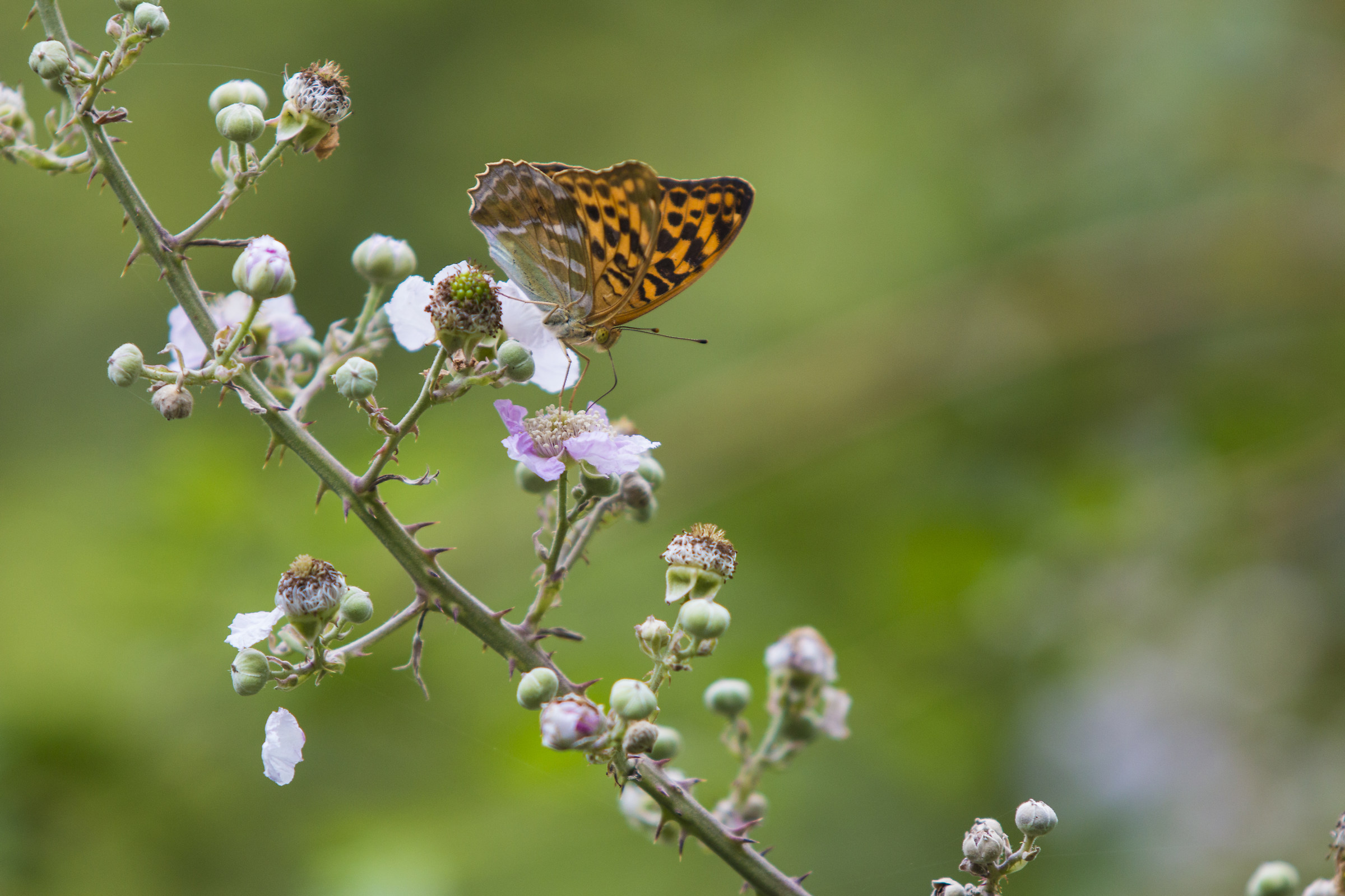 Orange and Black Butterfly