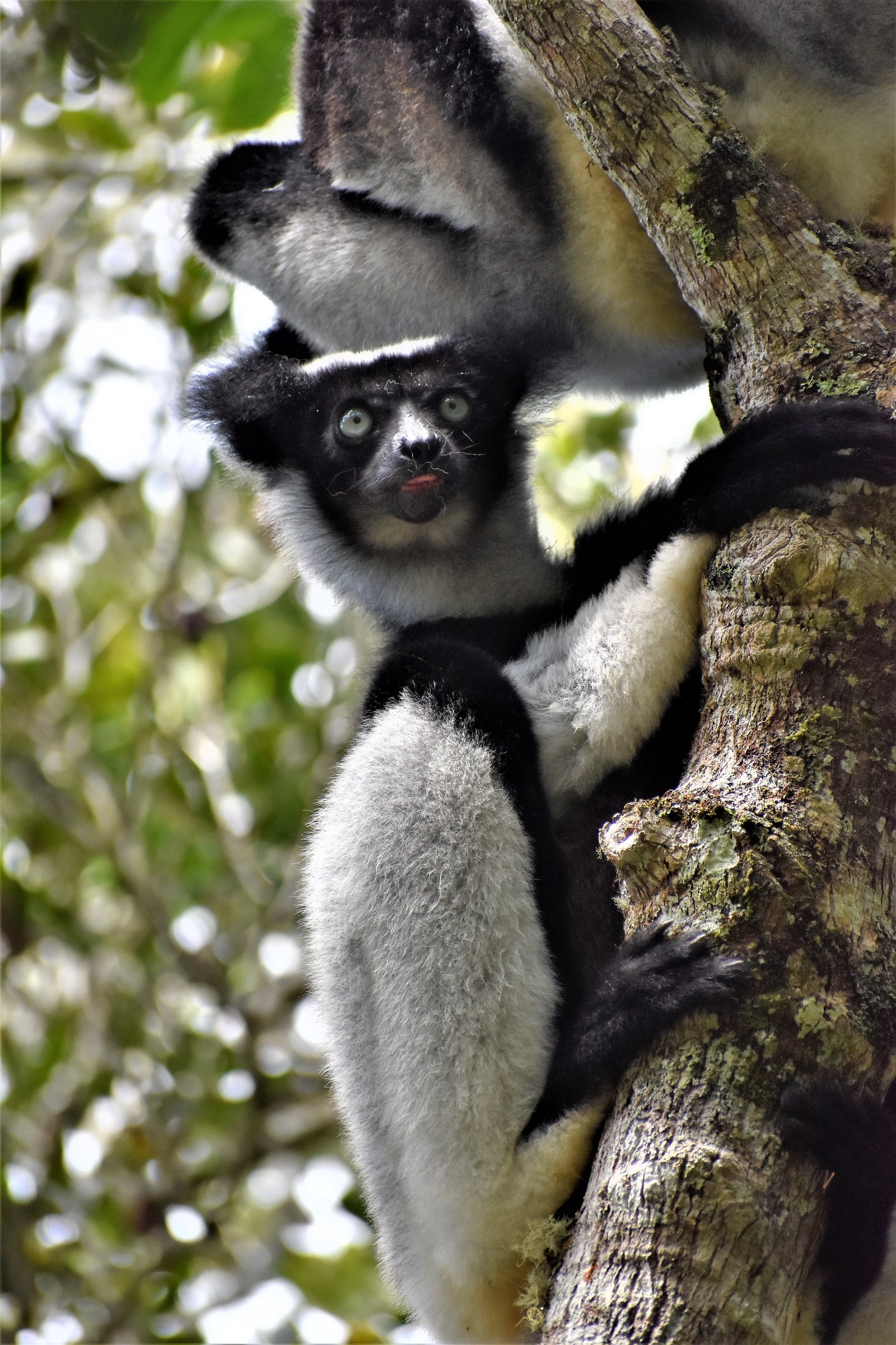 Riserva speciale Indri D'Anamazalaotra