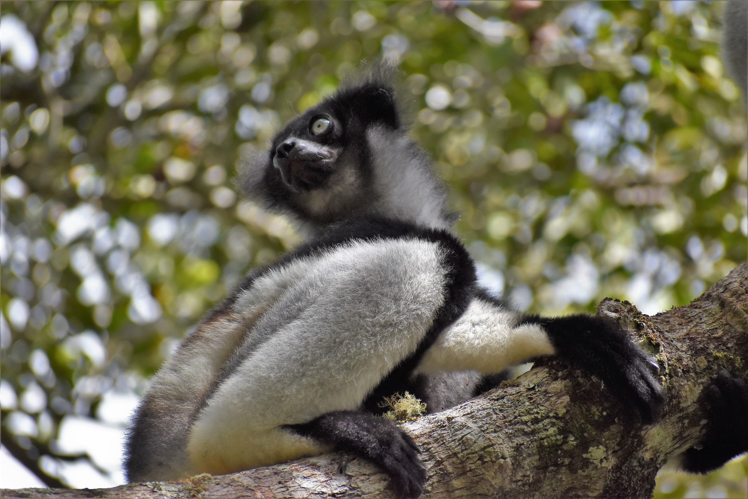 Il lemure più grande del Madagascar