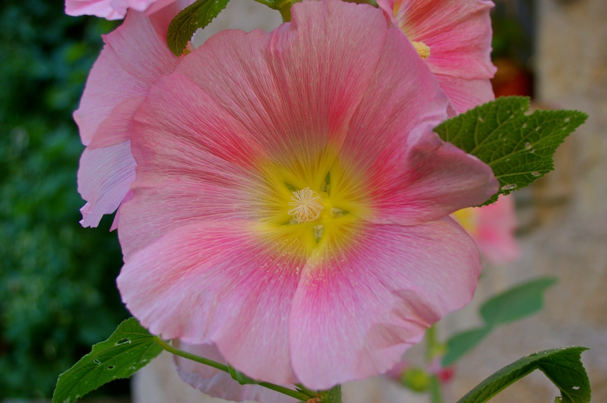 A gold star was placed in the flower