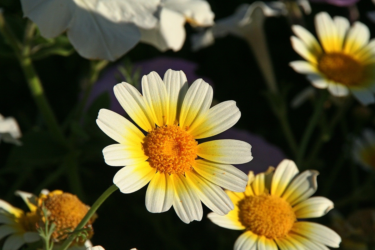 Daisies at 'dusk