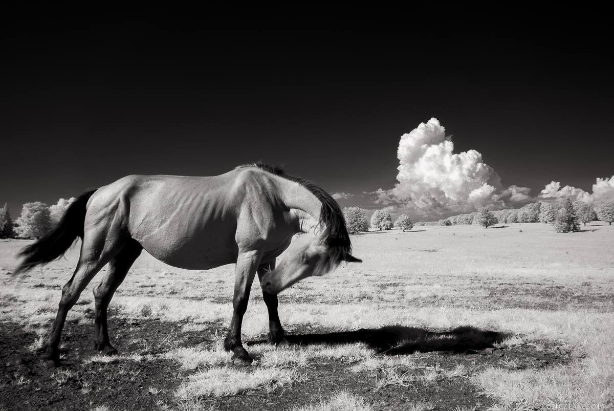 in umore arrabbiato-infrarossi
