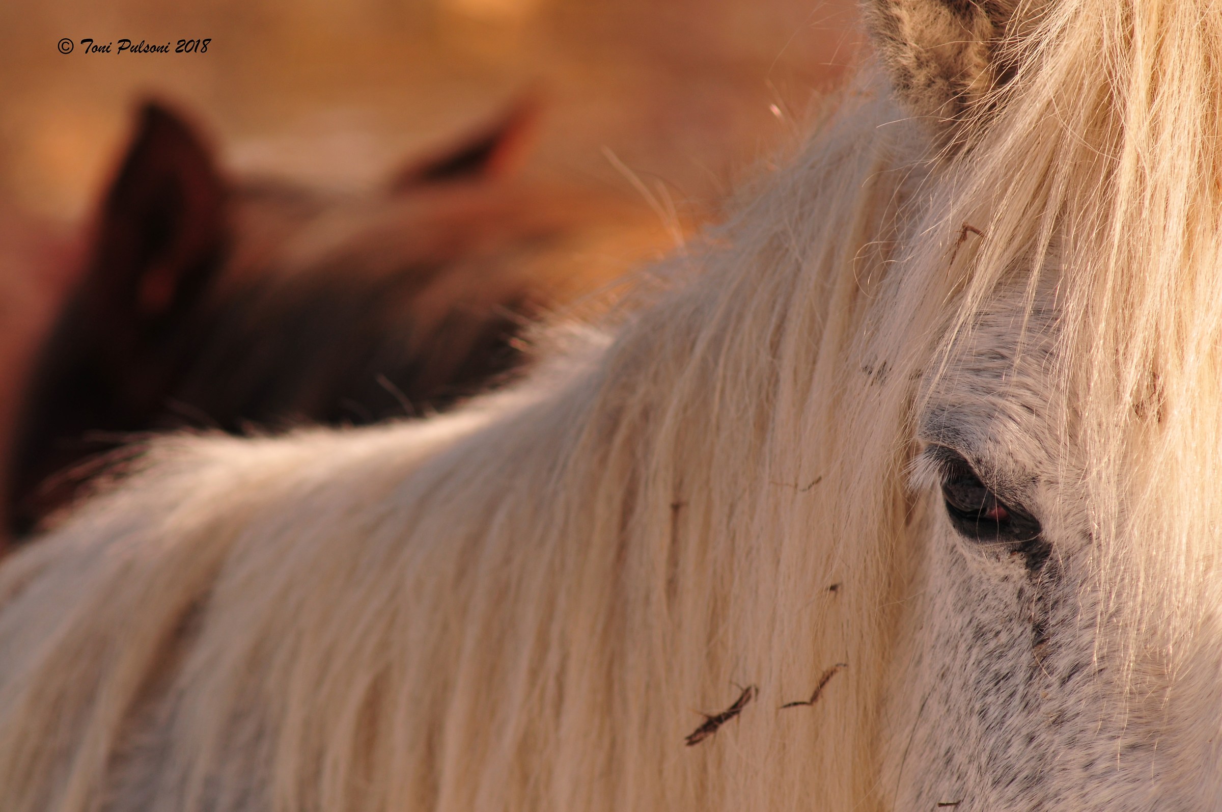 The Eye of the tiger