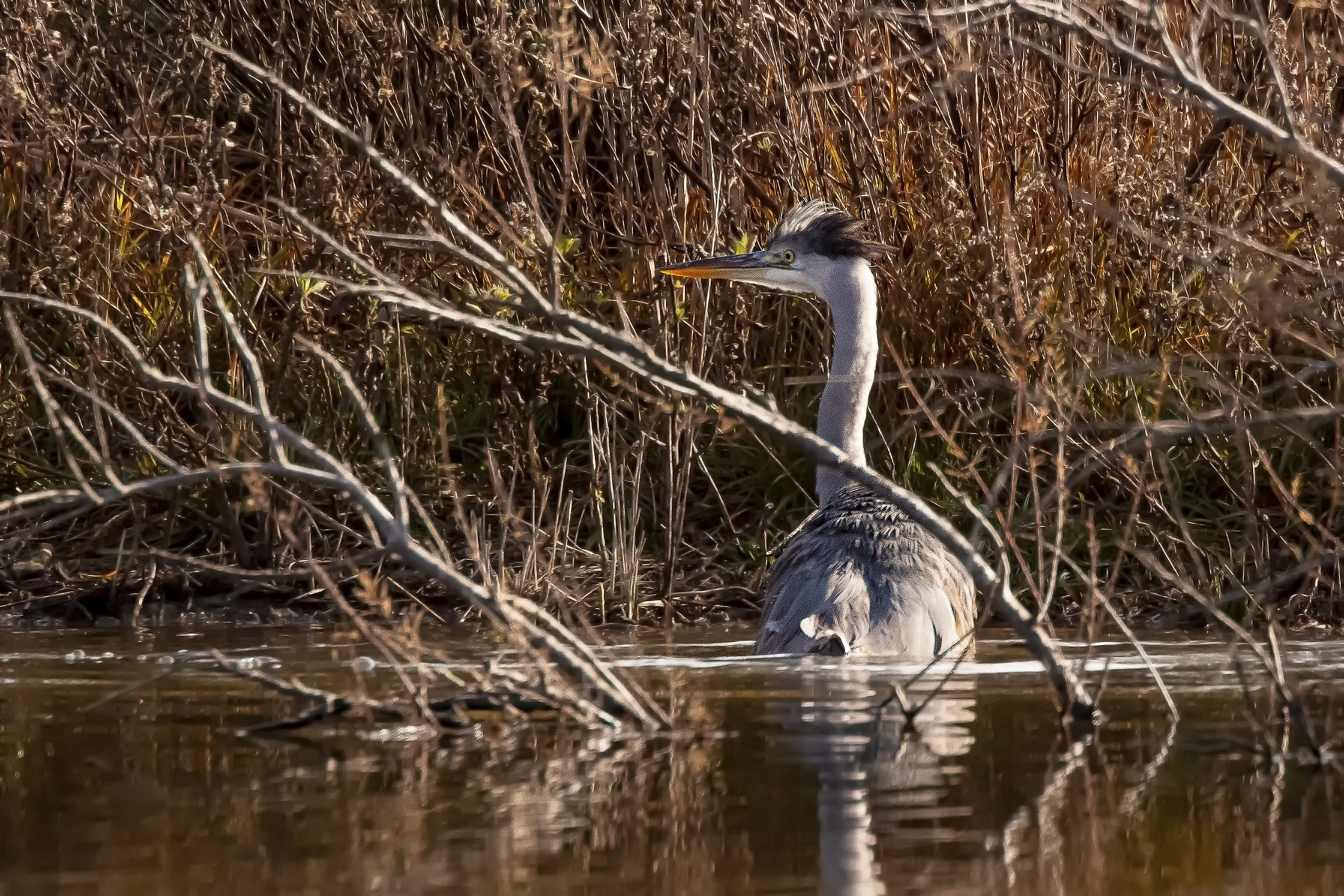 The ablutions of the Grey Heron