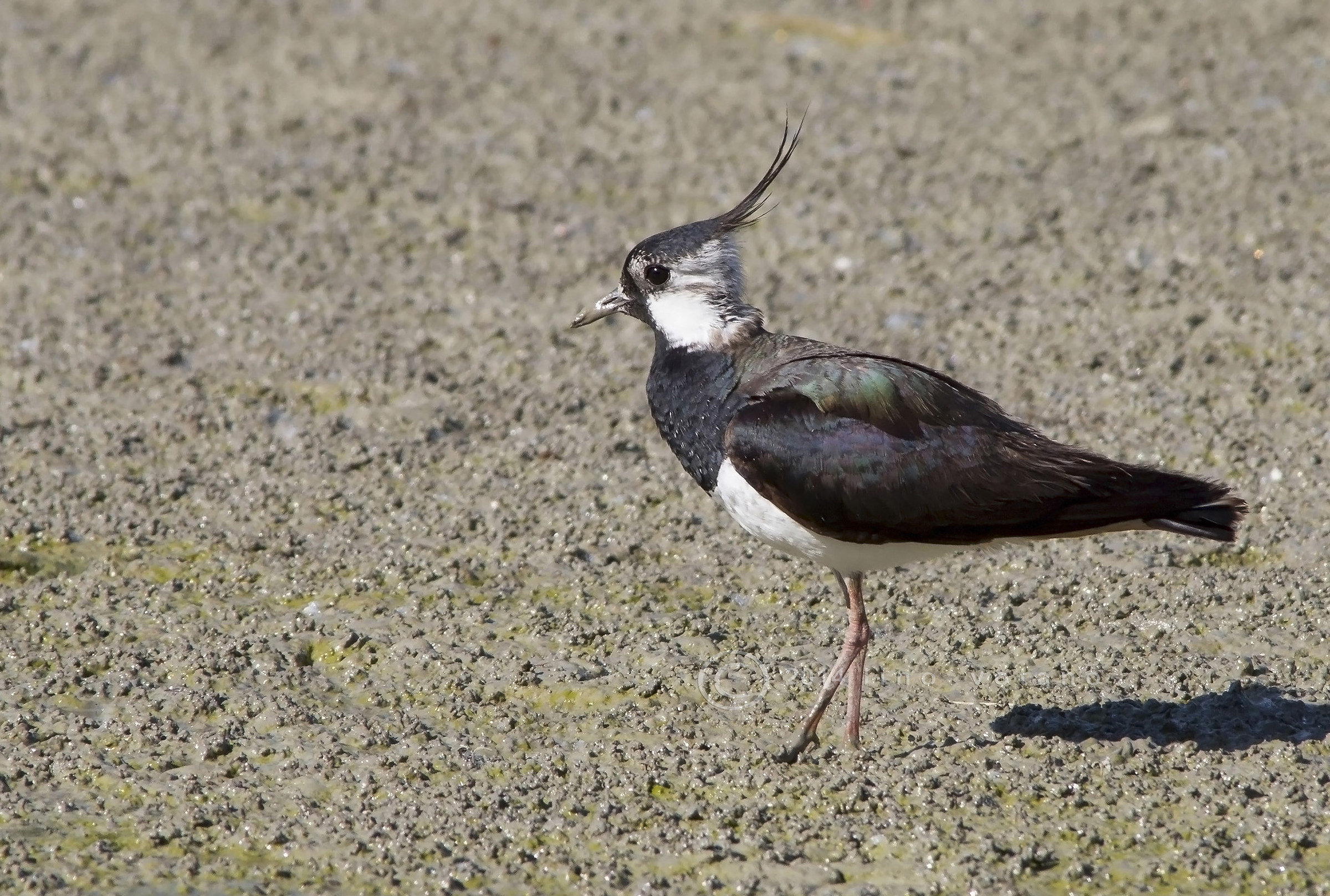 Pavoncella (Vanellus vanellus)