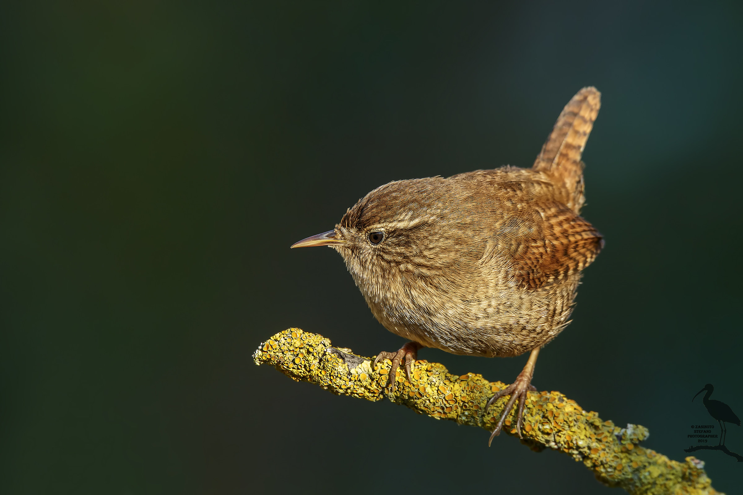 Wren