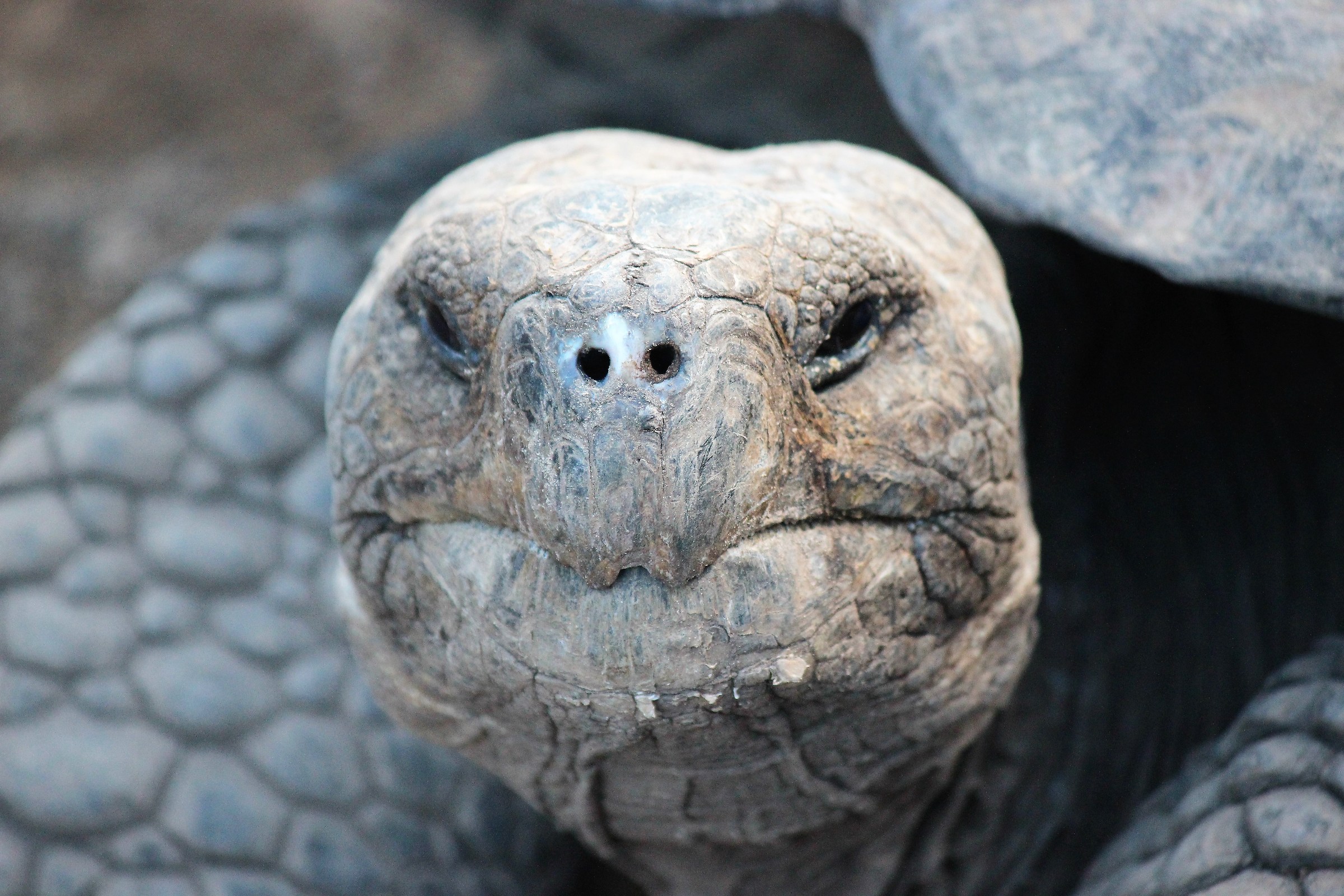 tartaruga gigante -Isabela