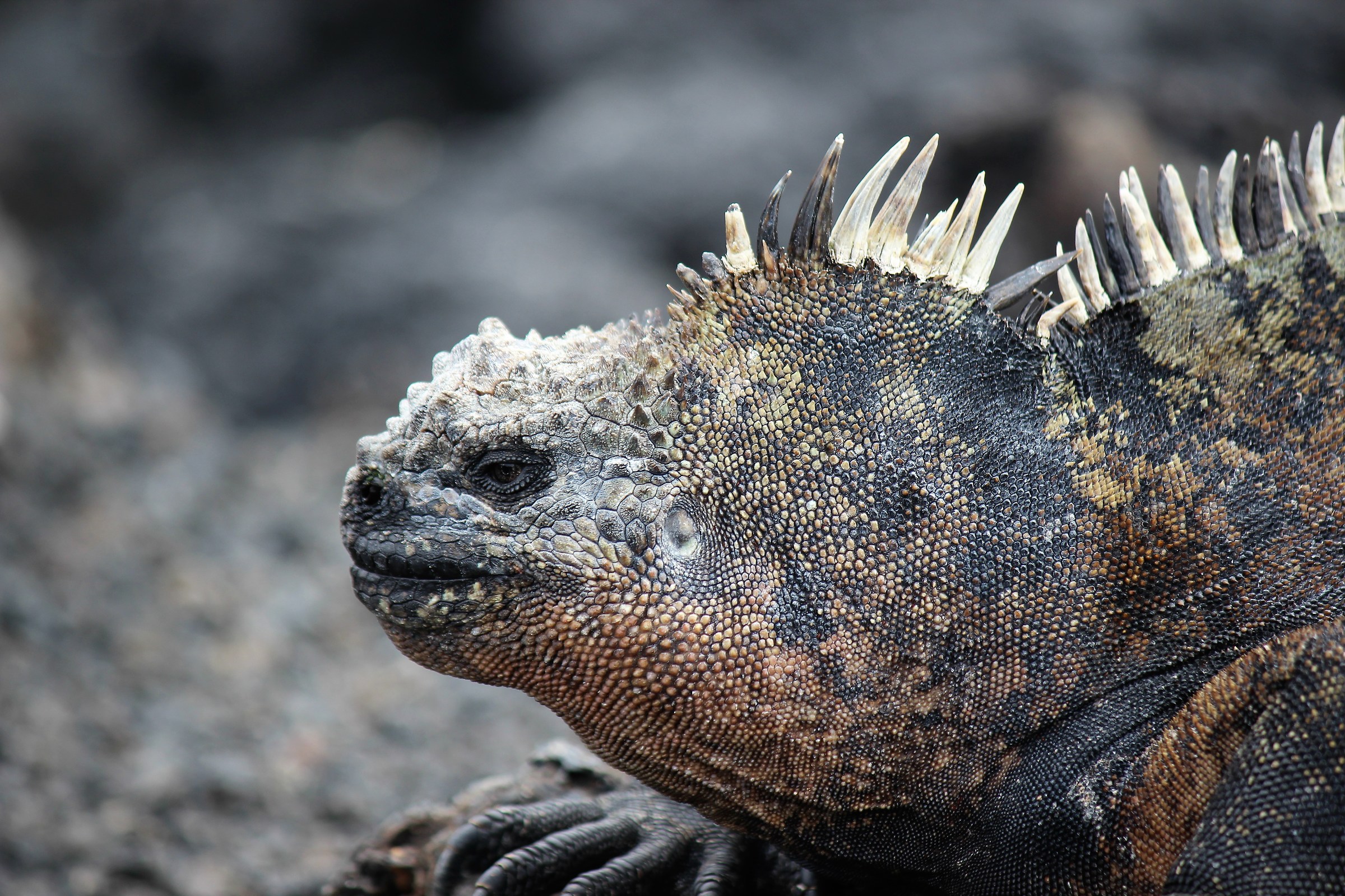 iguana Marina-Isabela