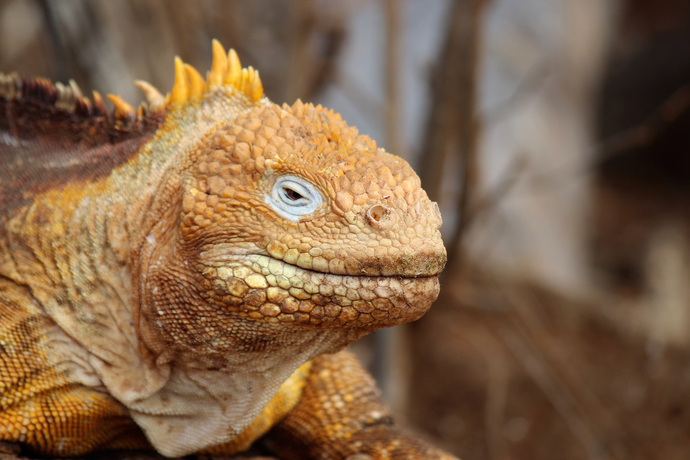 Iguana terrestre -North Seymour