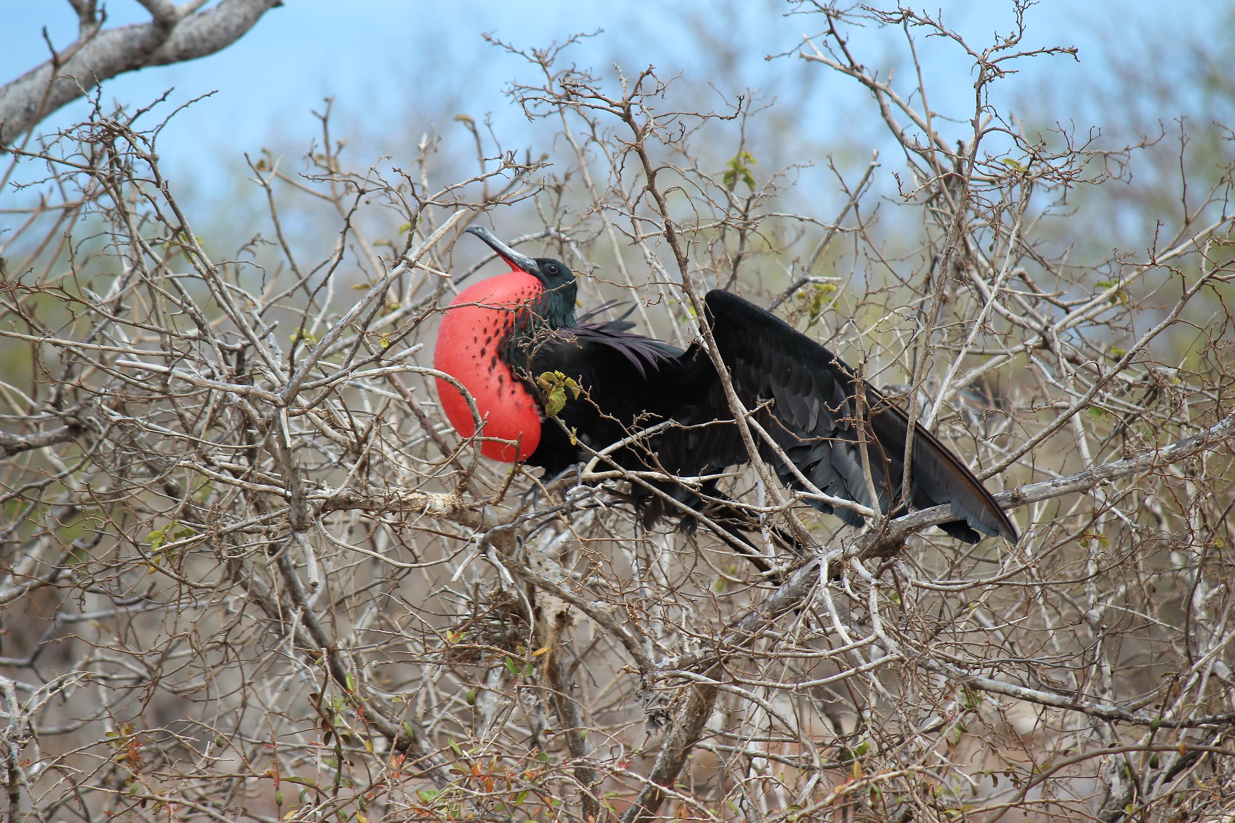 Fregata Magnifica -North Seymour