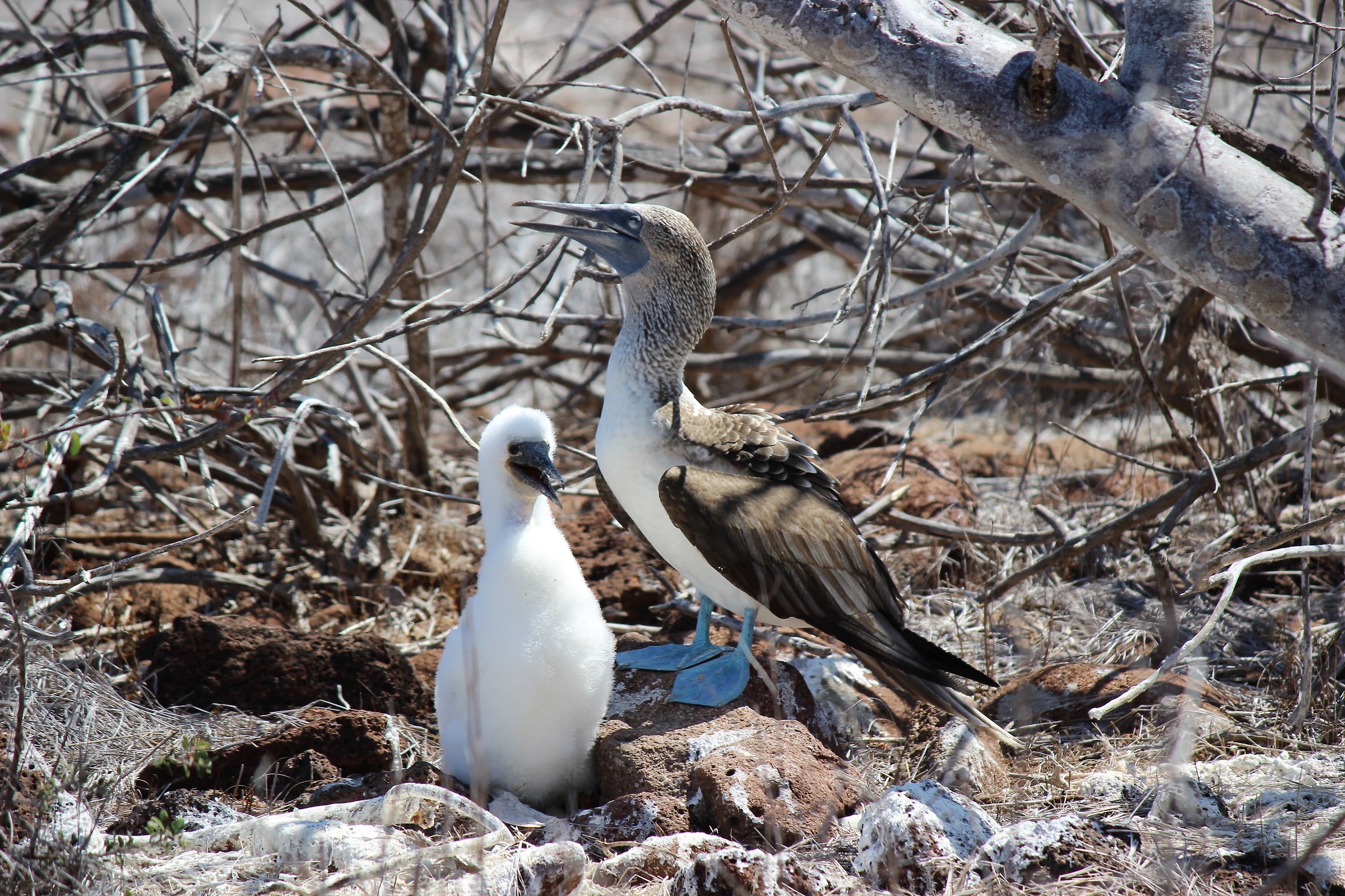 è Nato-North Seymour