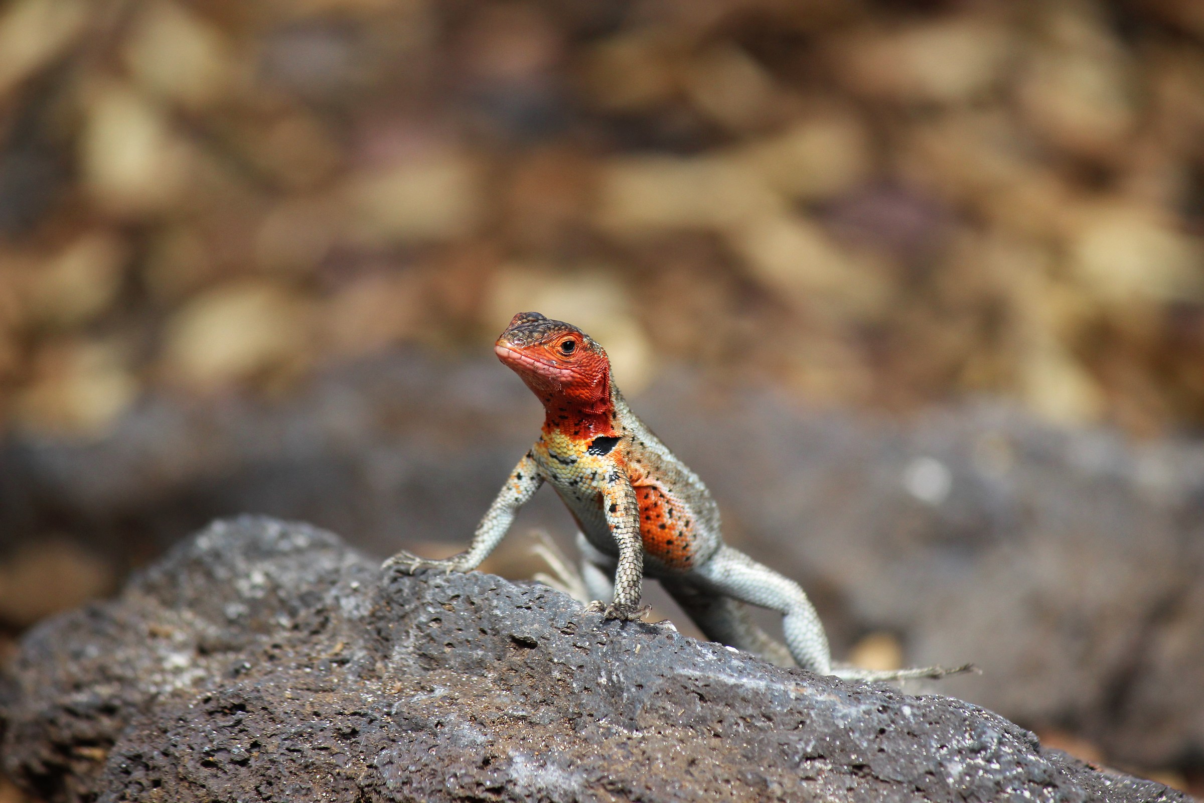 Lucertola della lava -Isabela