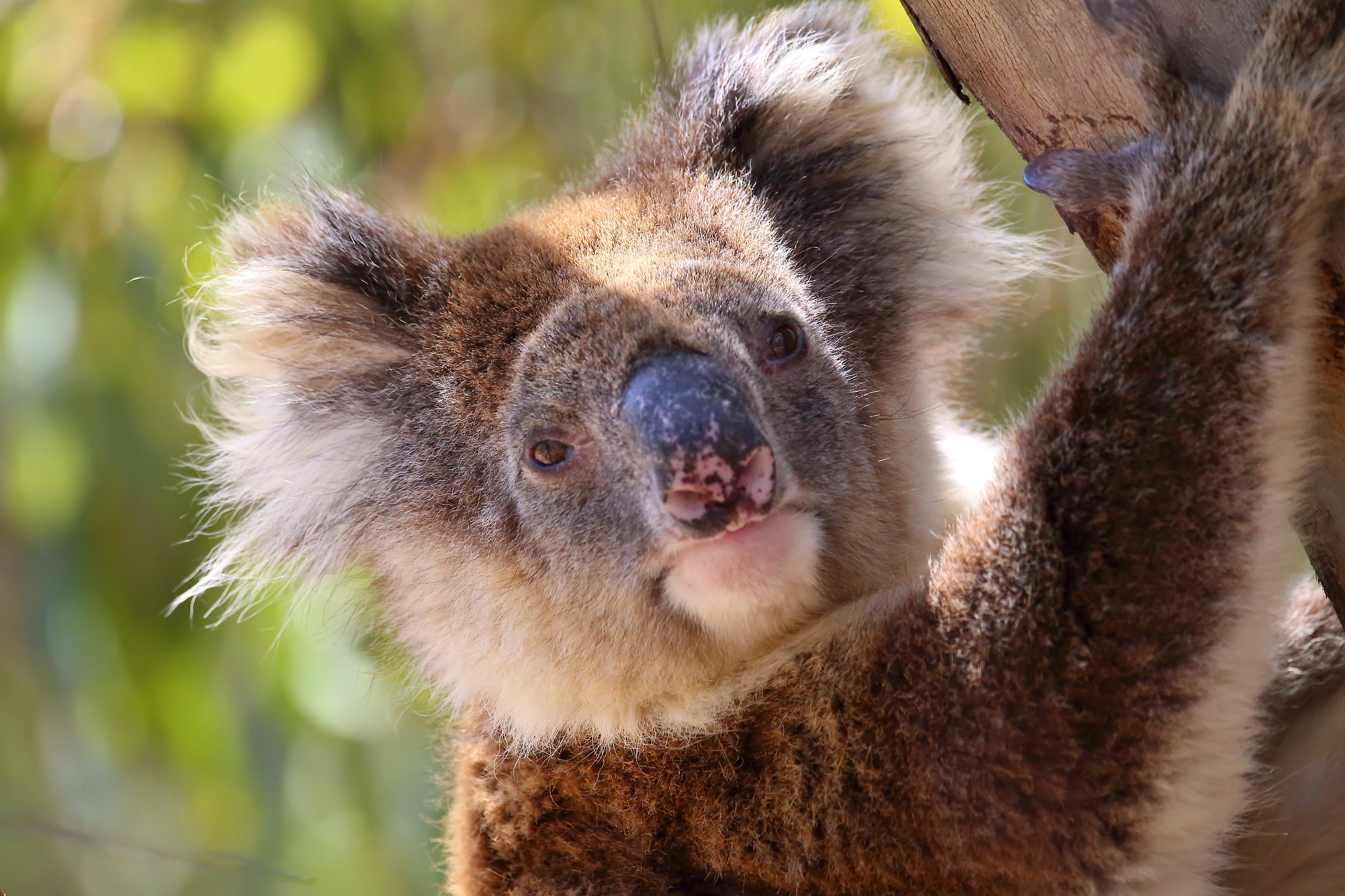 Koala, Kangaroo Island