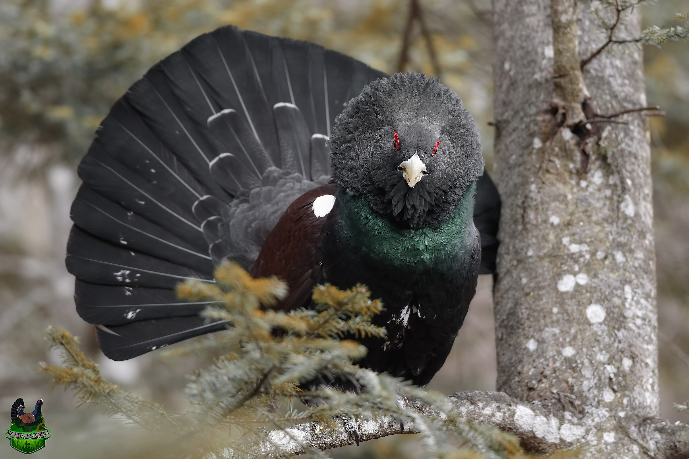 The mane of the Capercaillie