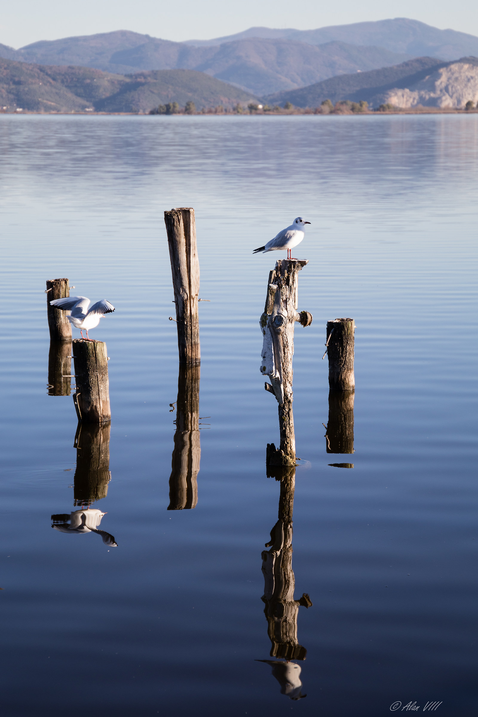 Seagull's resting gull and gull seagull wings