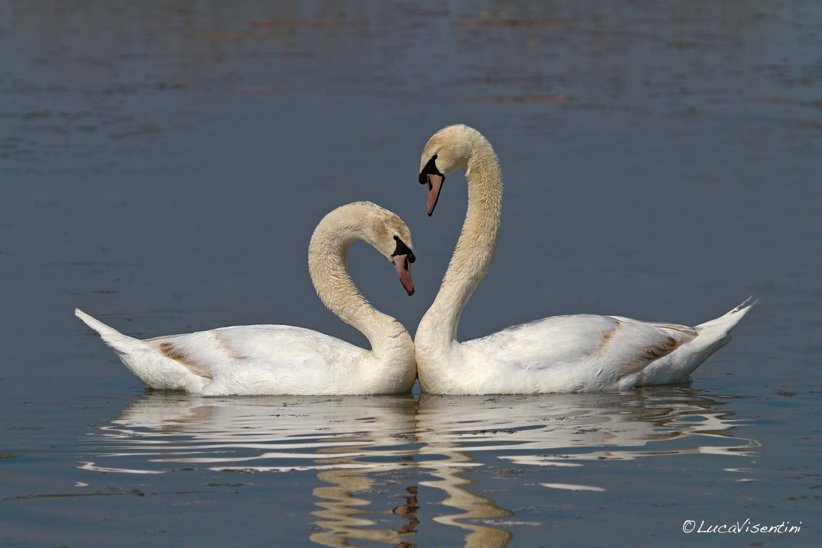 Mute swans in courtship