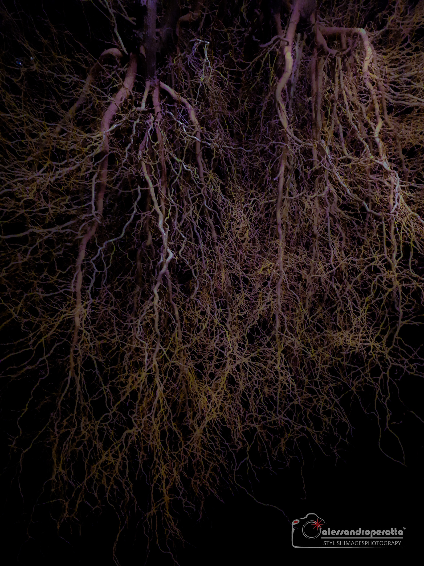 SNC...neurons or tree