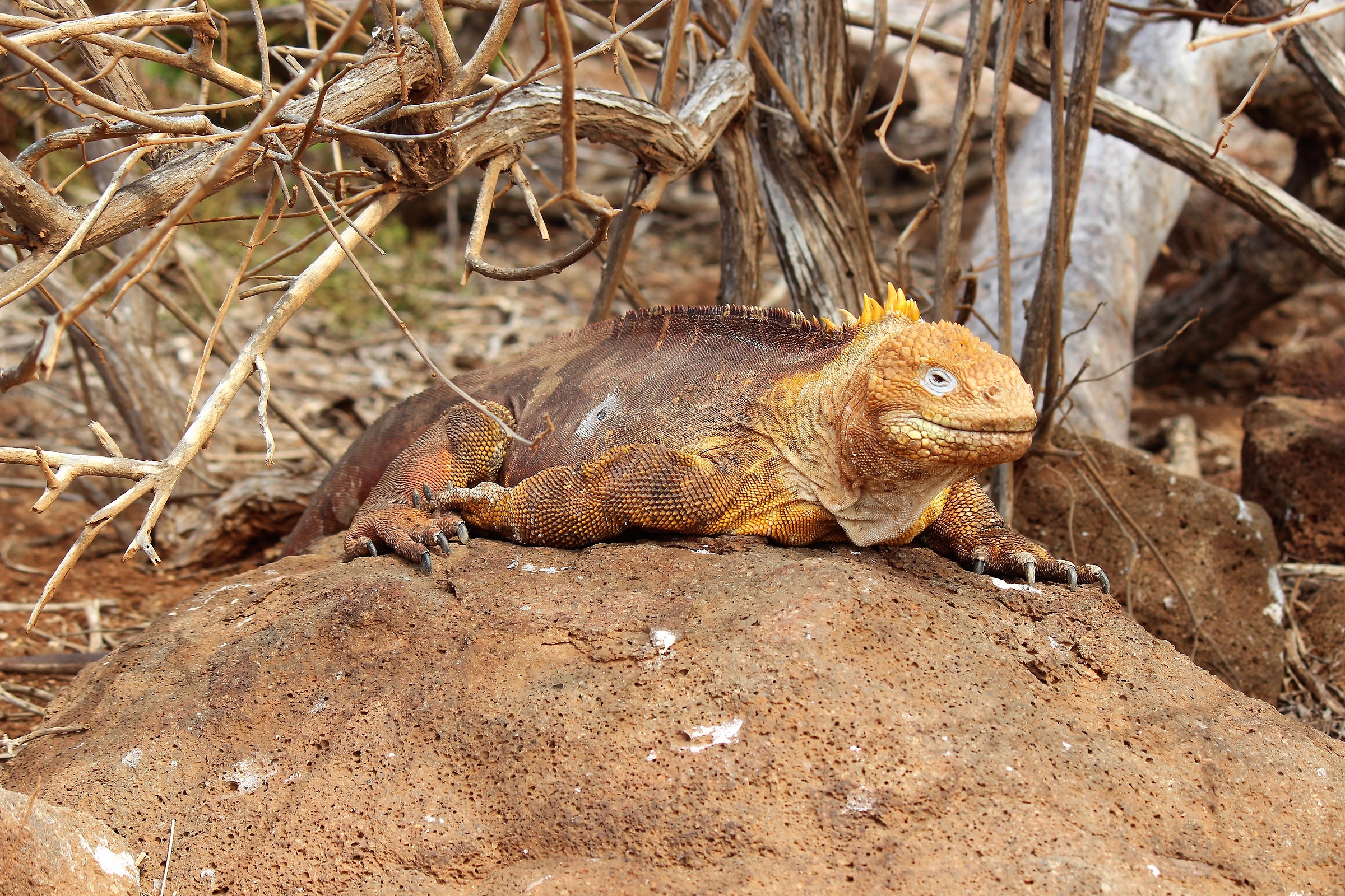 iguana terrestre