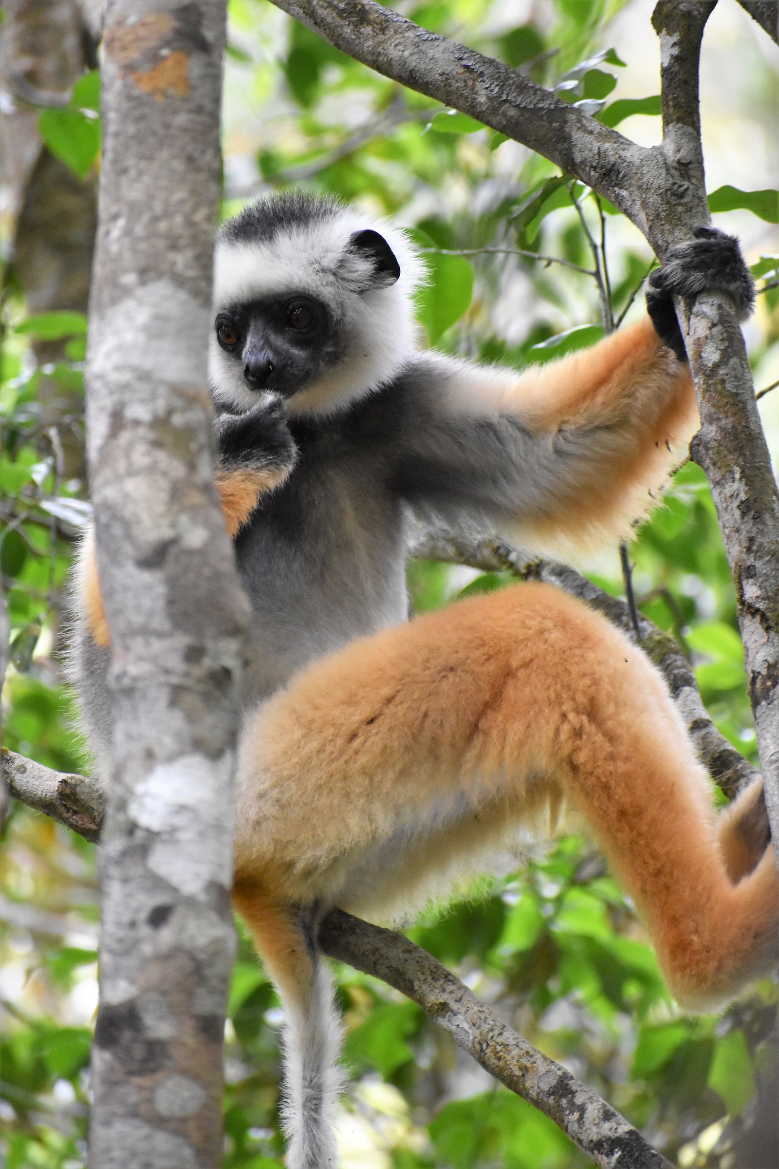 Lemure Diadema Sifaka