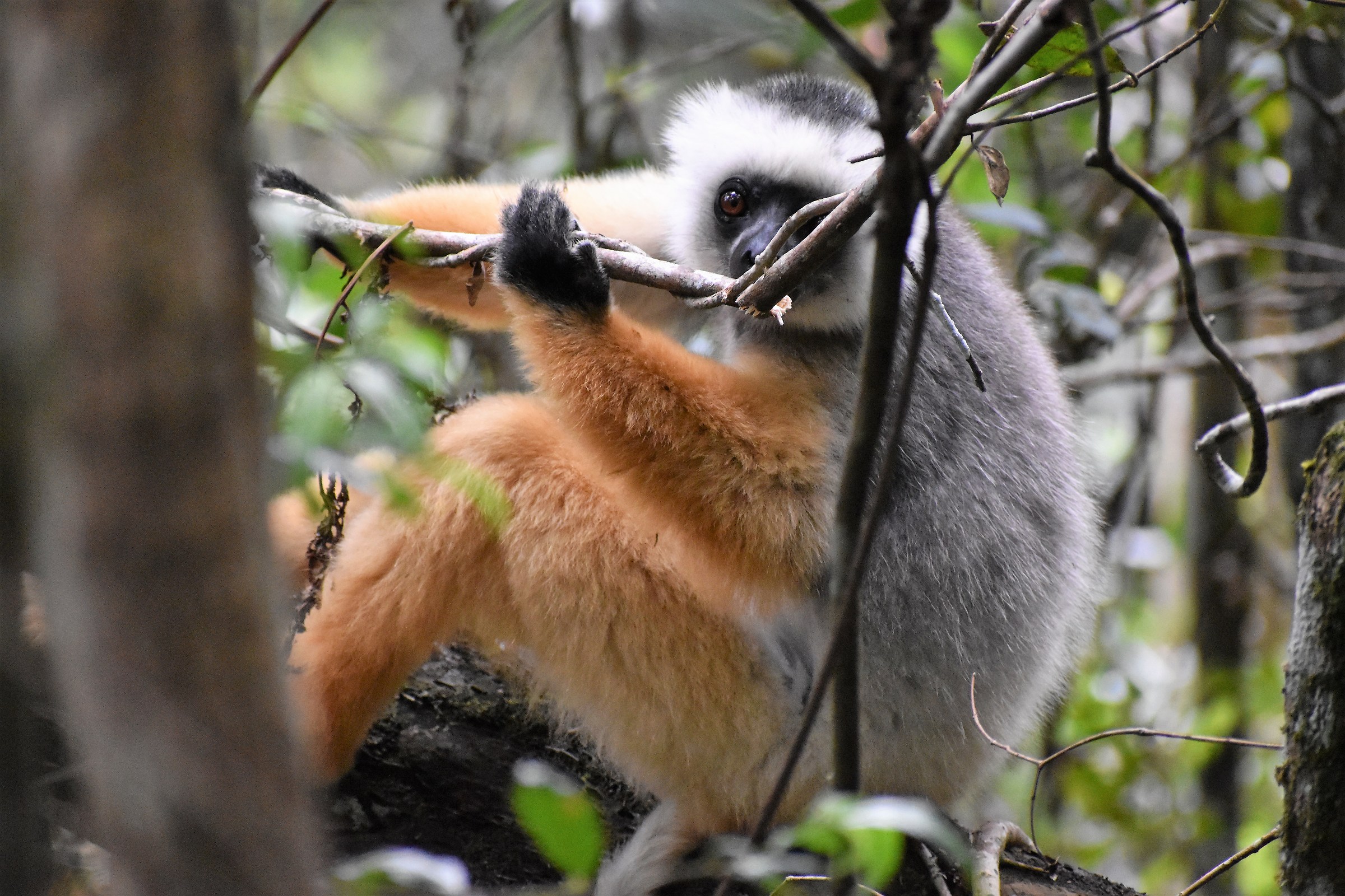 Lemure Diadema Sifaka