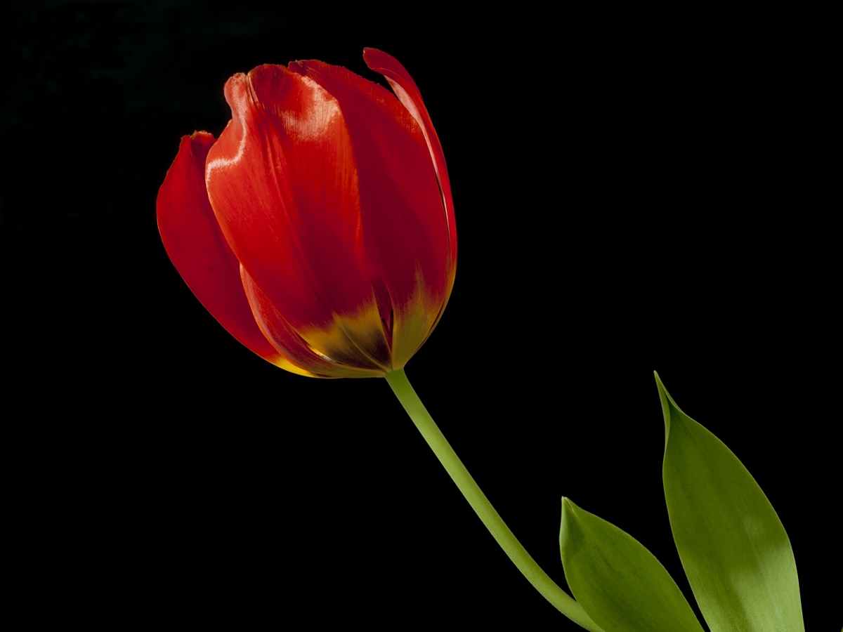 Tulip