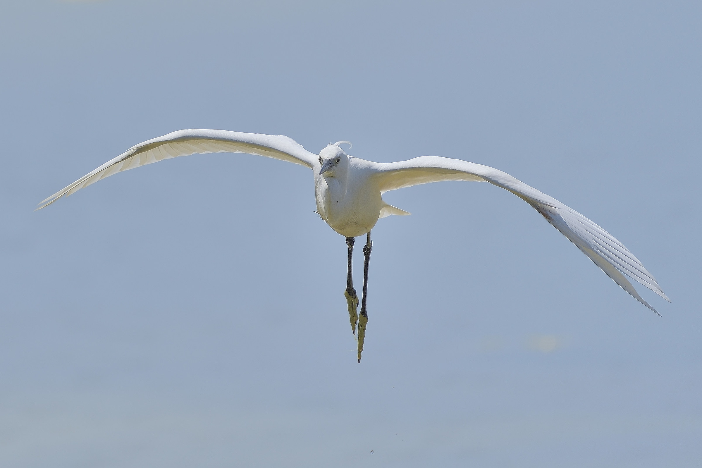 Egret with Cowlick