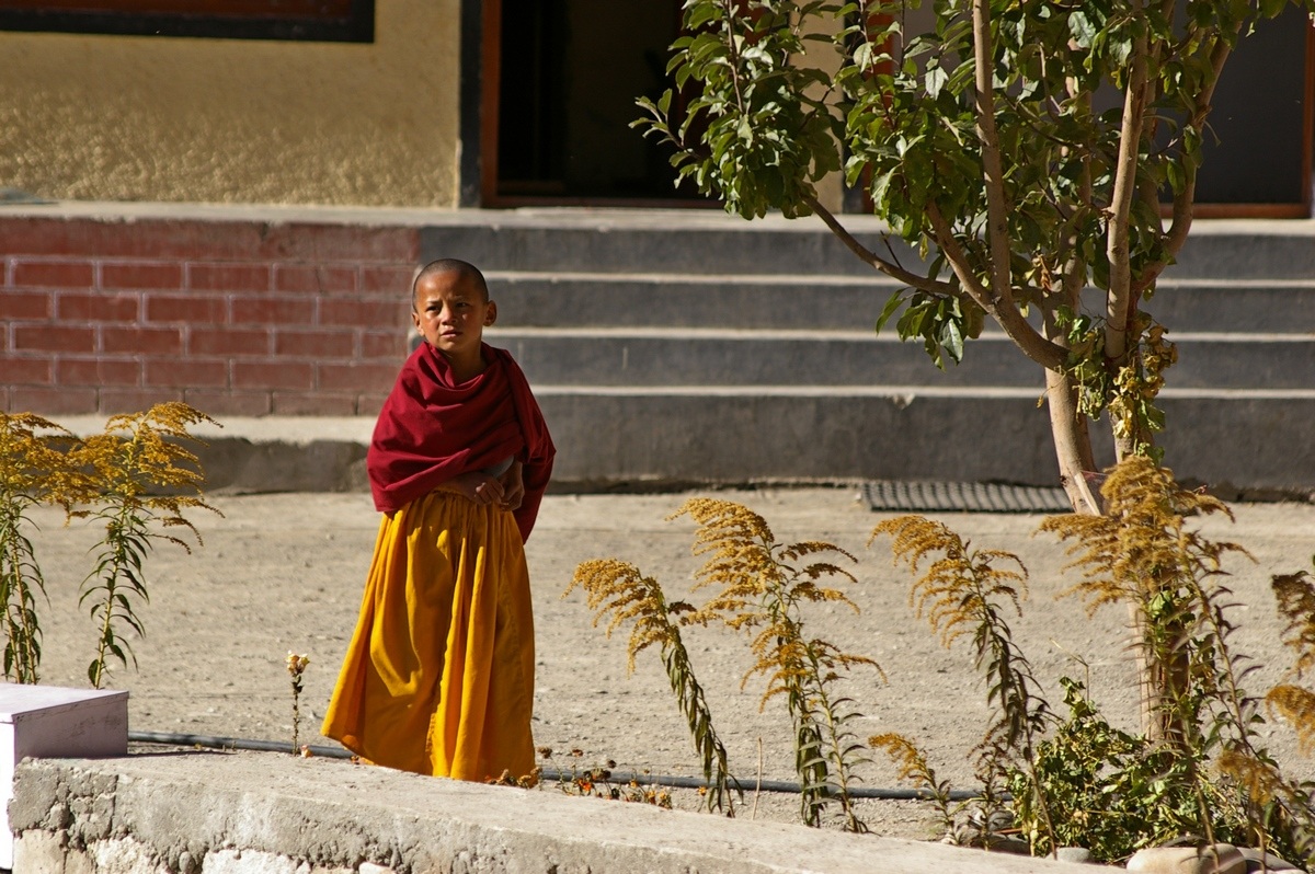 Piccolo monaco bicolore