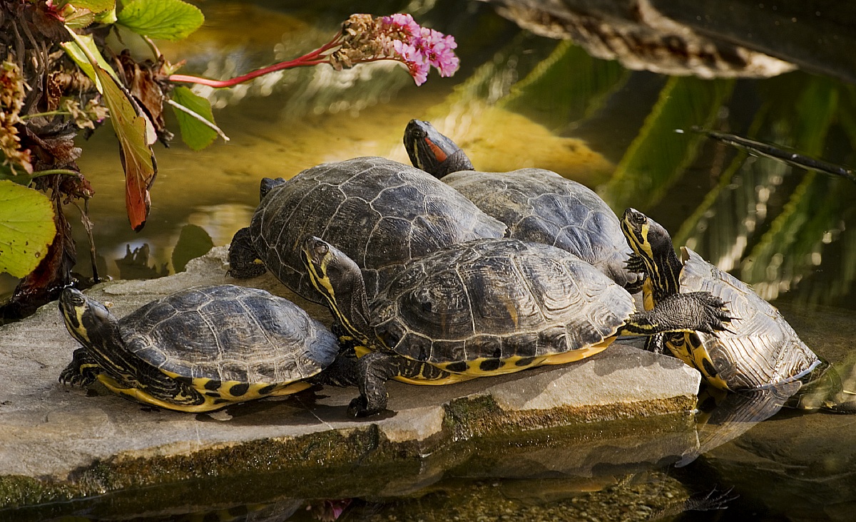 turtles