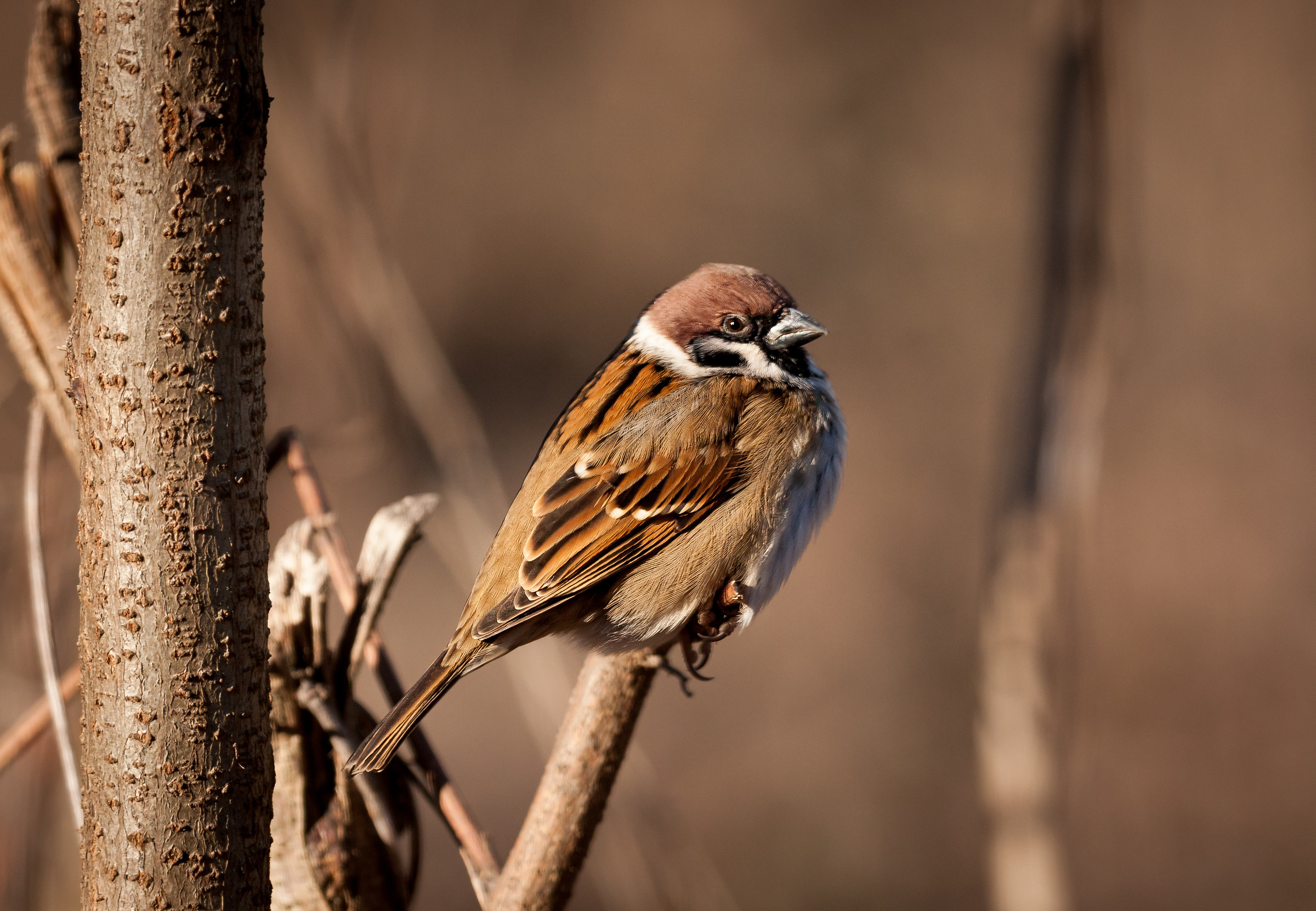 He's got big bones...