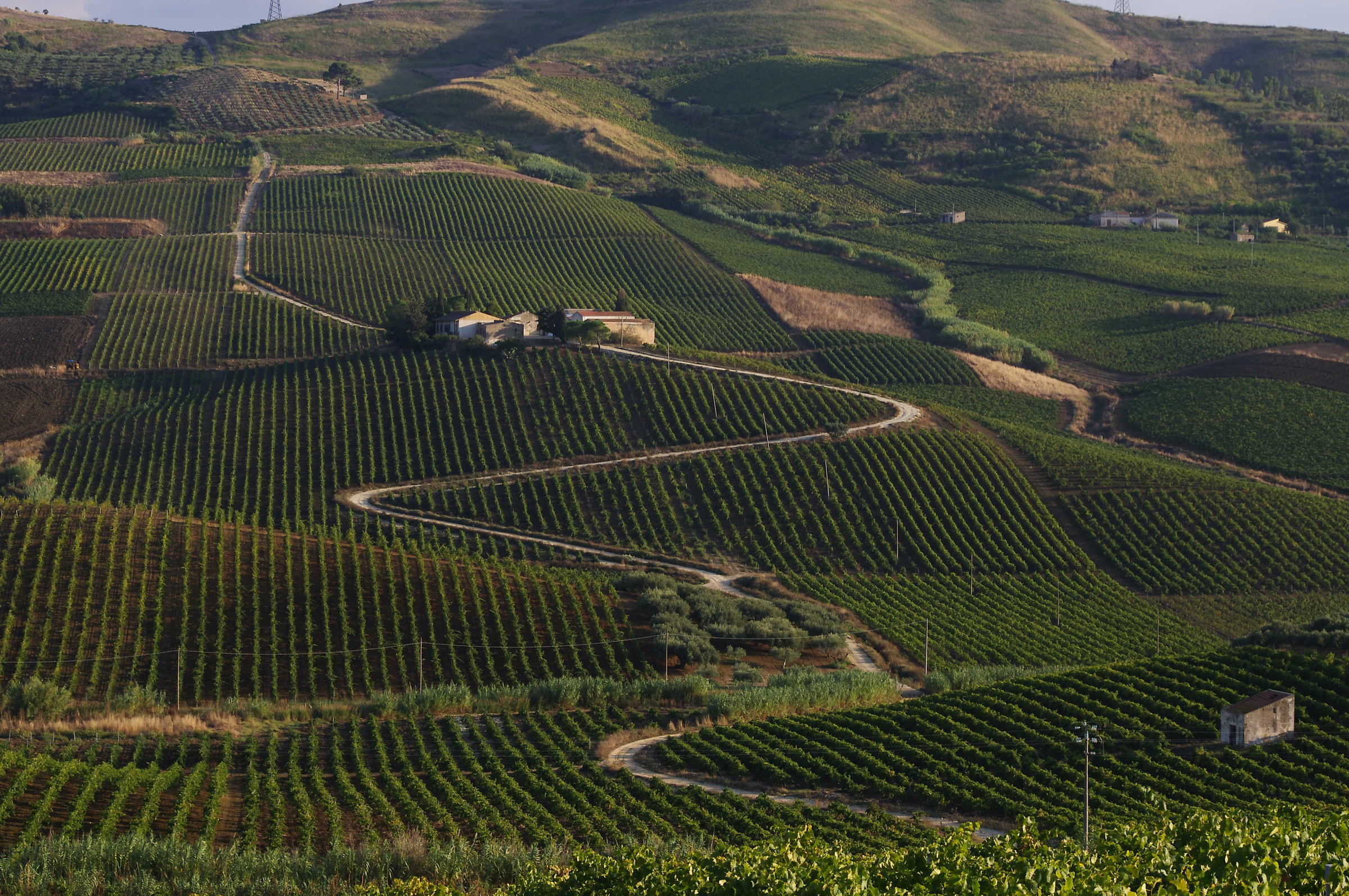 Vigneti Trapani/Palermo