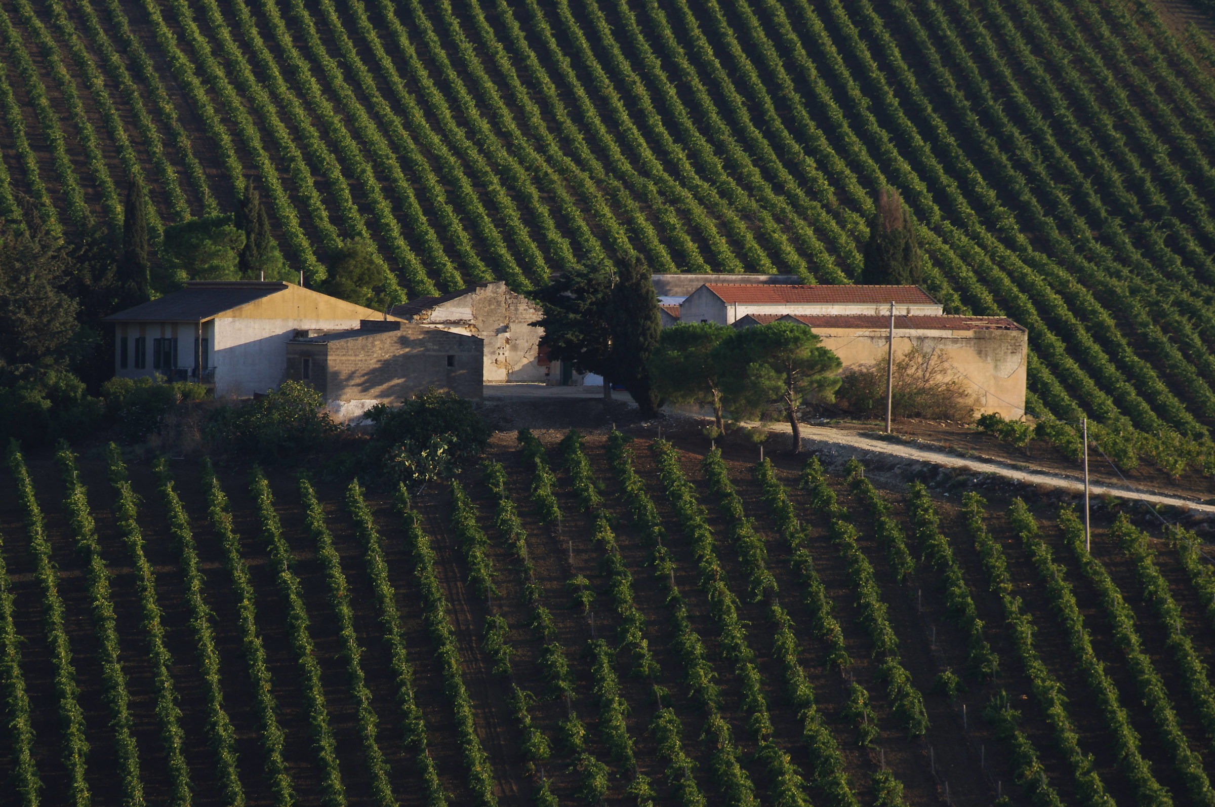 Vigneti Trapani/Palermo