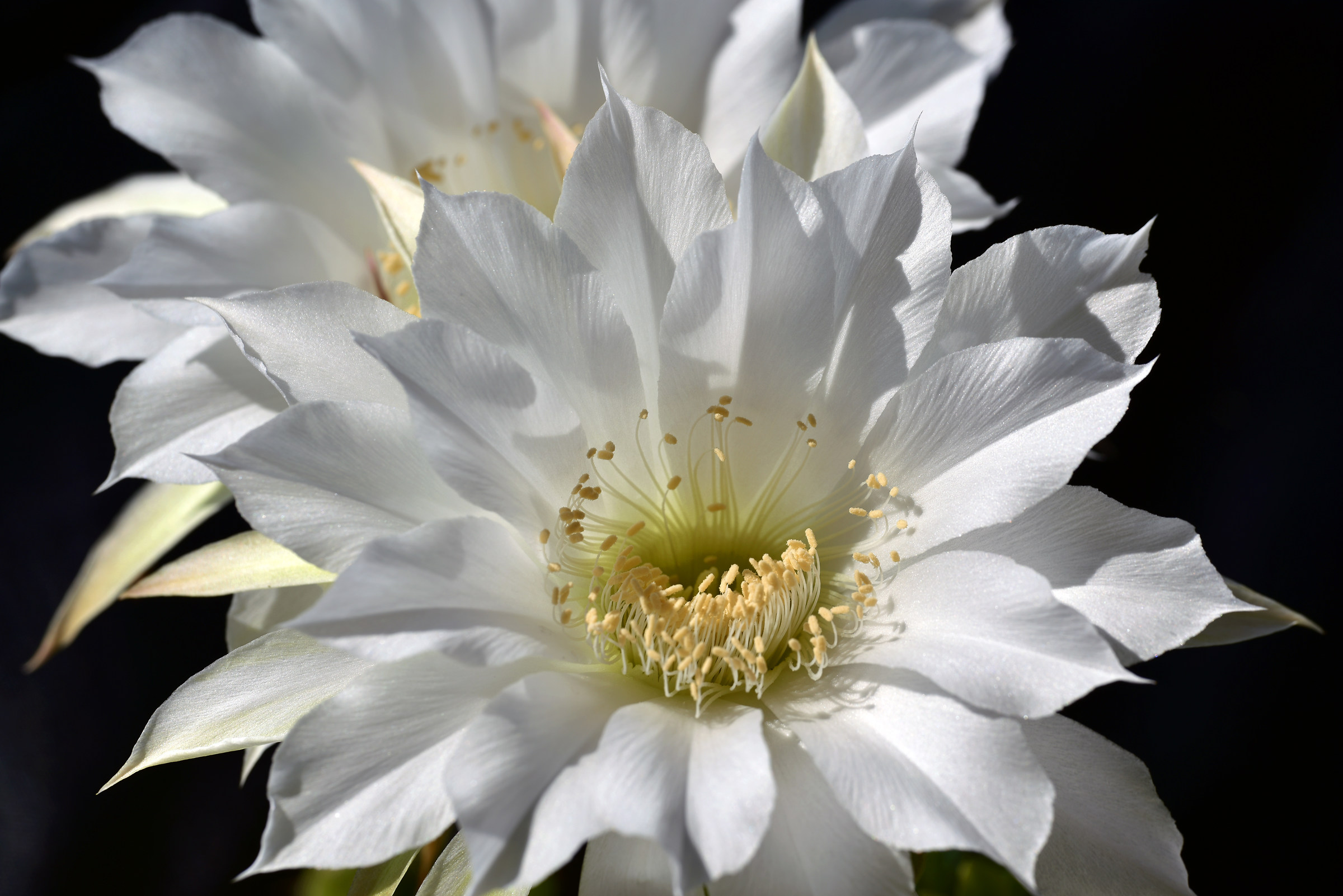 Cactus Flower