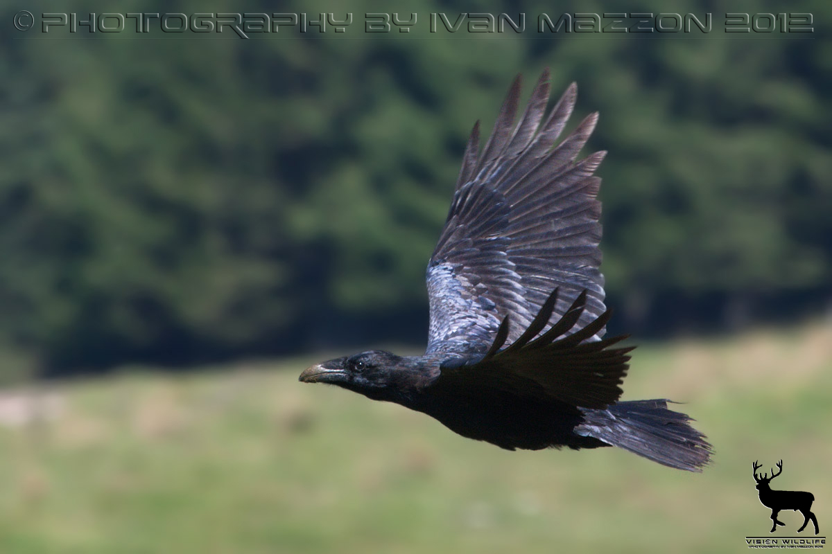 The Imperial in flight - (Corvus corax)