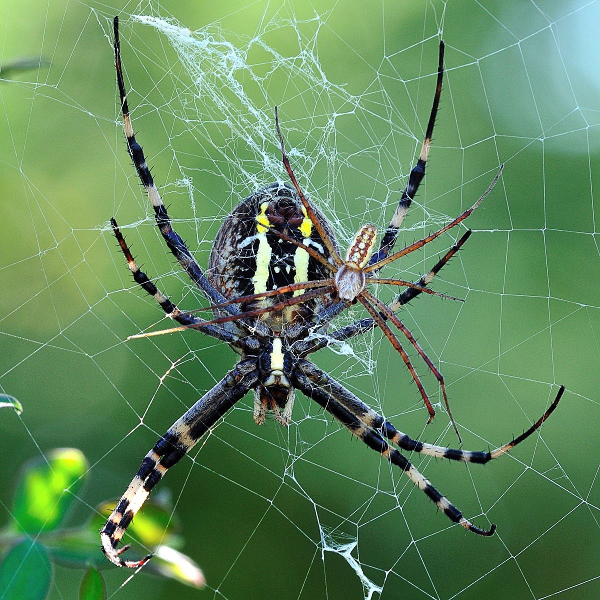 argiope e consorte
