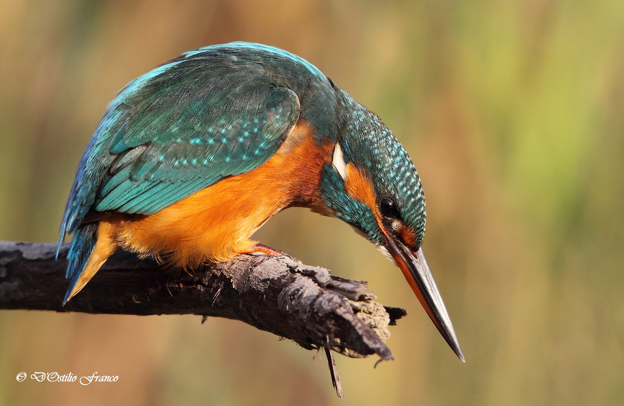Kingfisher Canon 50D sigma 120/400 f4, 5/5, 6