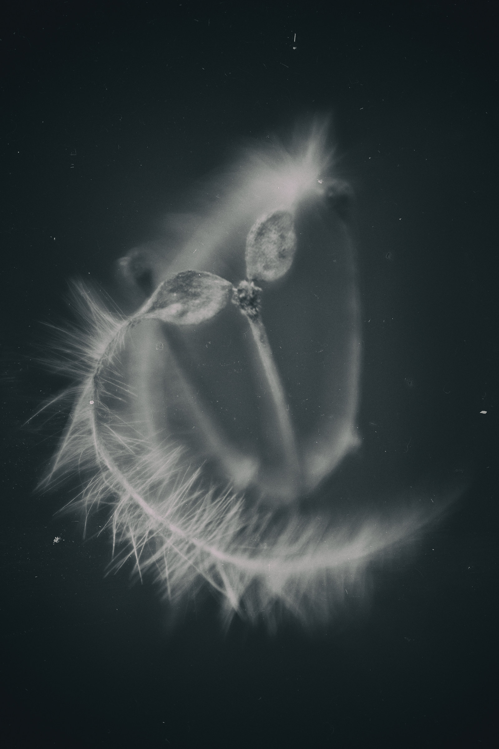 Silent drops of velvet pain