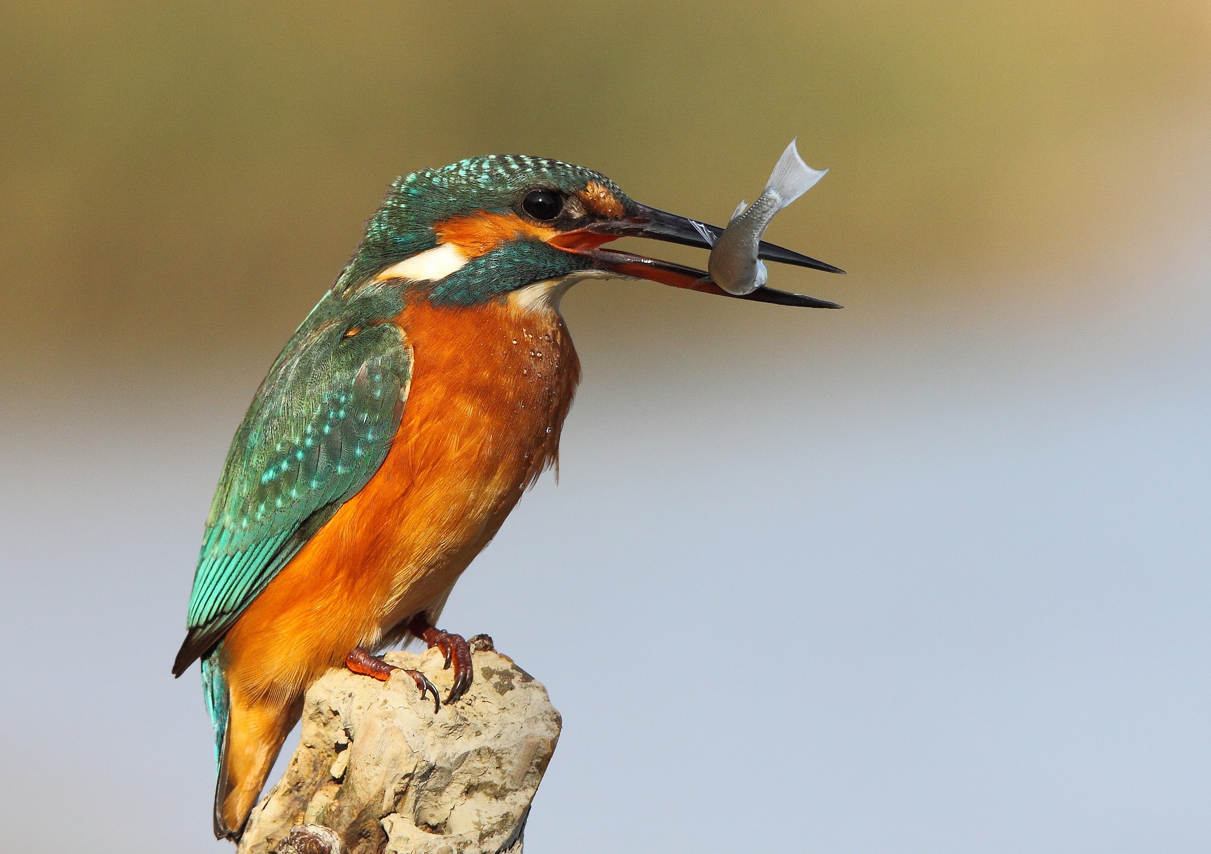 Martin Pescatore Canon 50D  sigma 120/400 f4,6/5,6