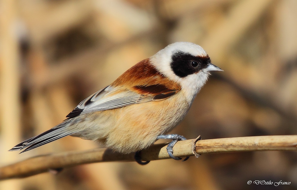 Pendolino Canon 50D sigma 120/400 f4, 5/5, 6