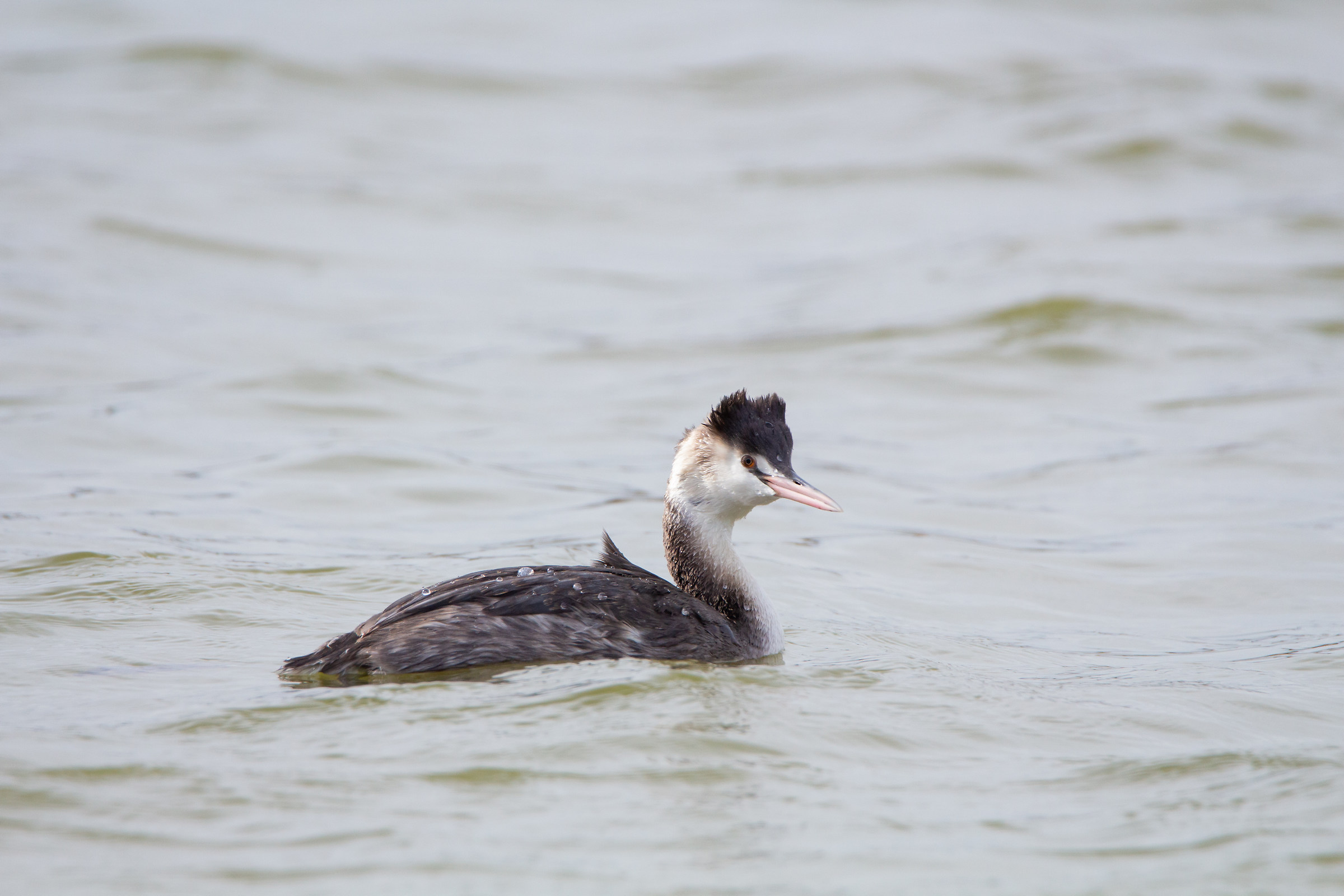 Major Crested Grebe