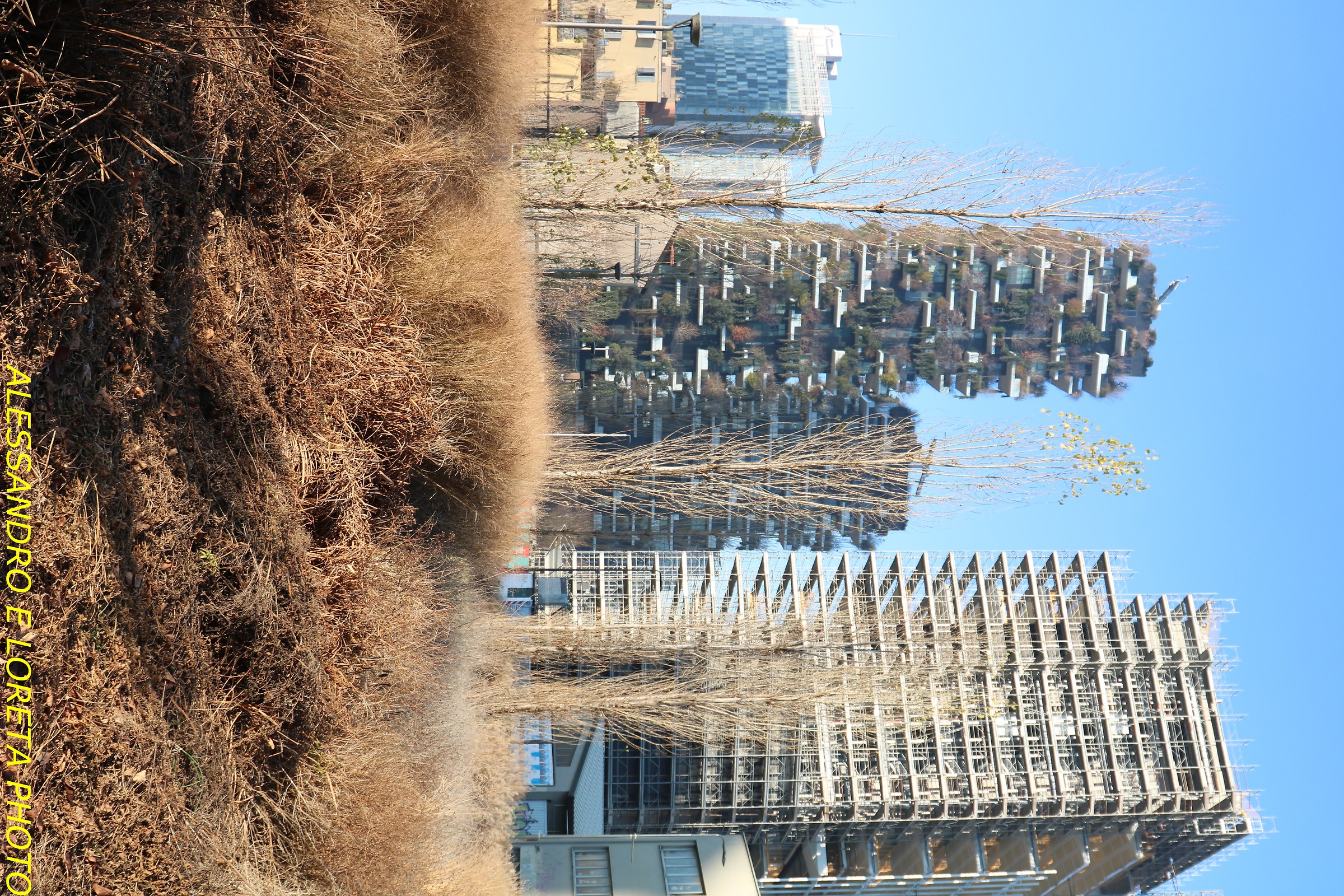 The vertical forest in Milan