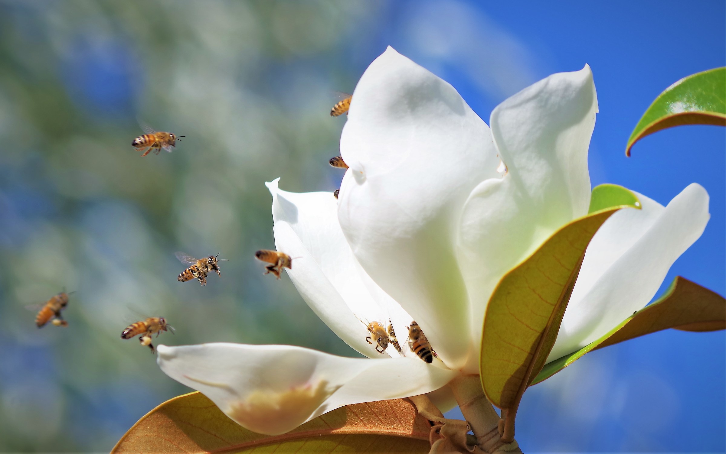 Save the Bee Save the World